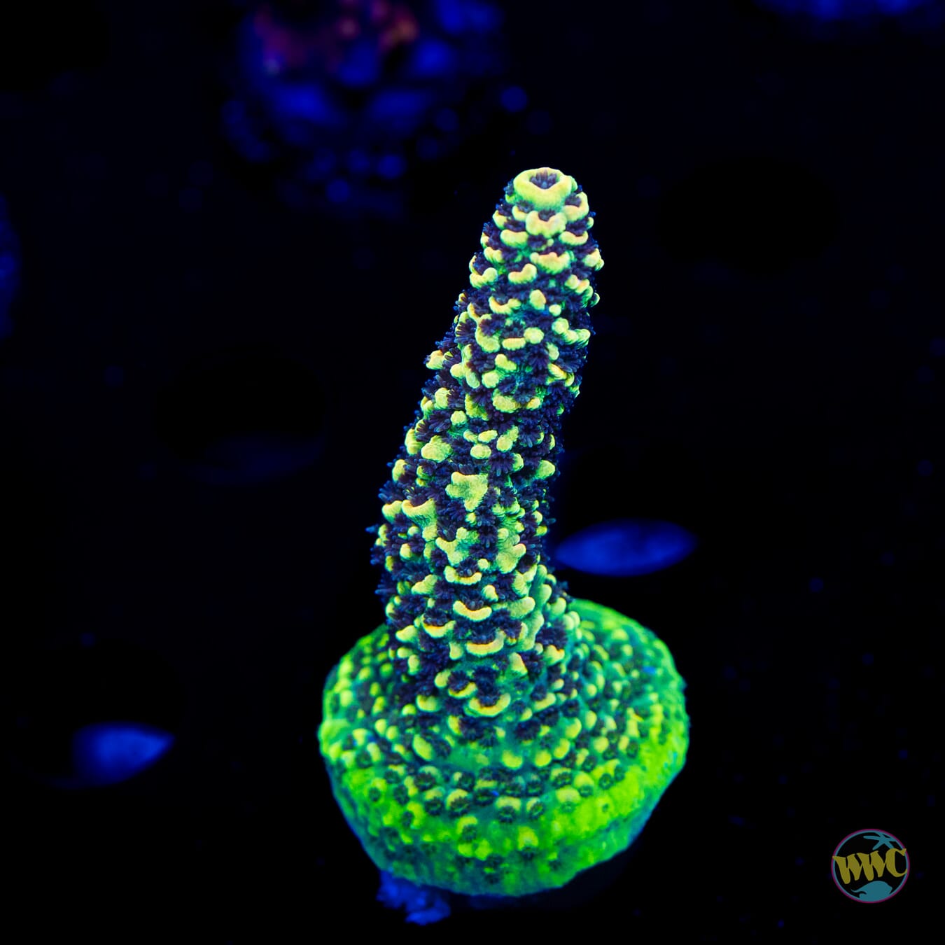 WWC Pineapple Pen Mille Acropora - Daylight Photo