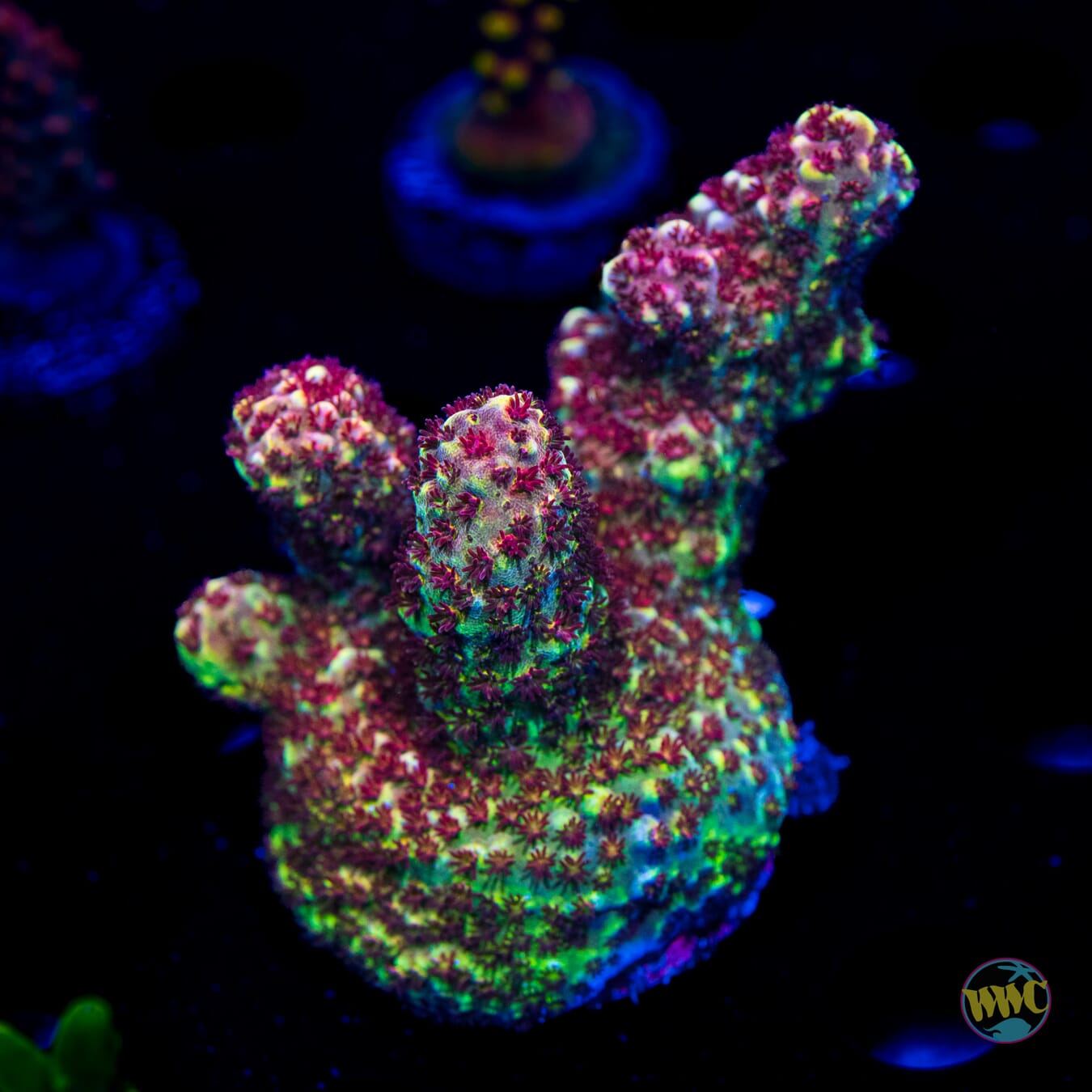 WWC Red Bull Acropora - Daylight Photo