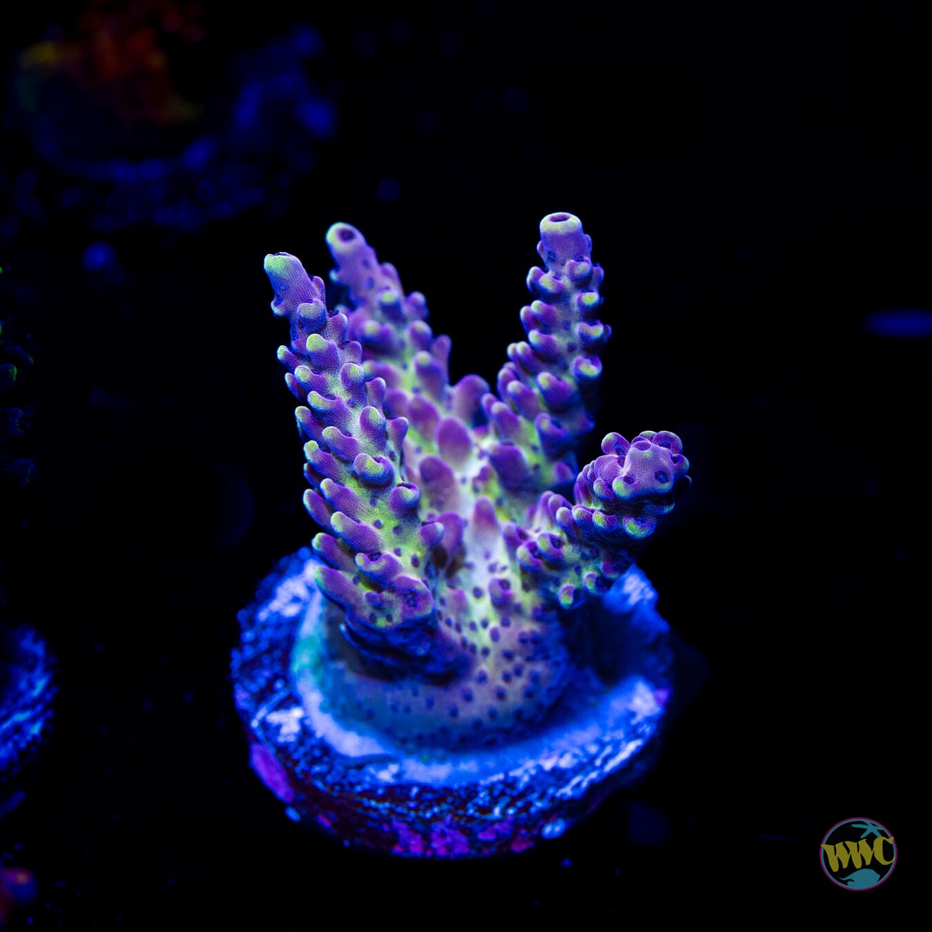 WWC Sunsplash Acropora - Daylight Photo