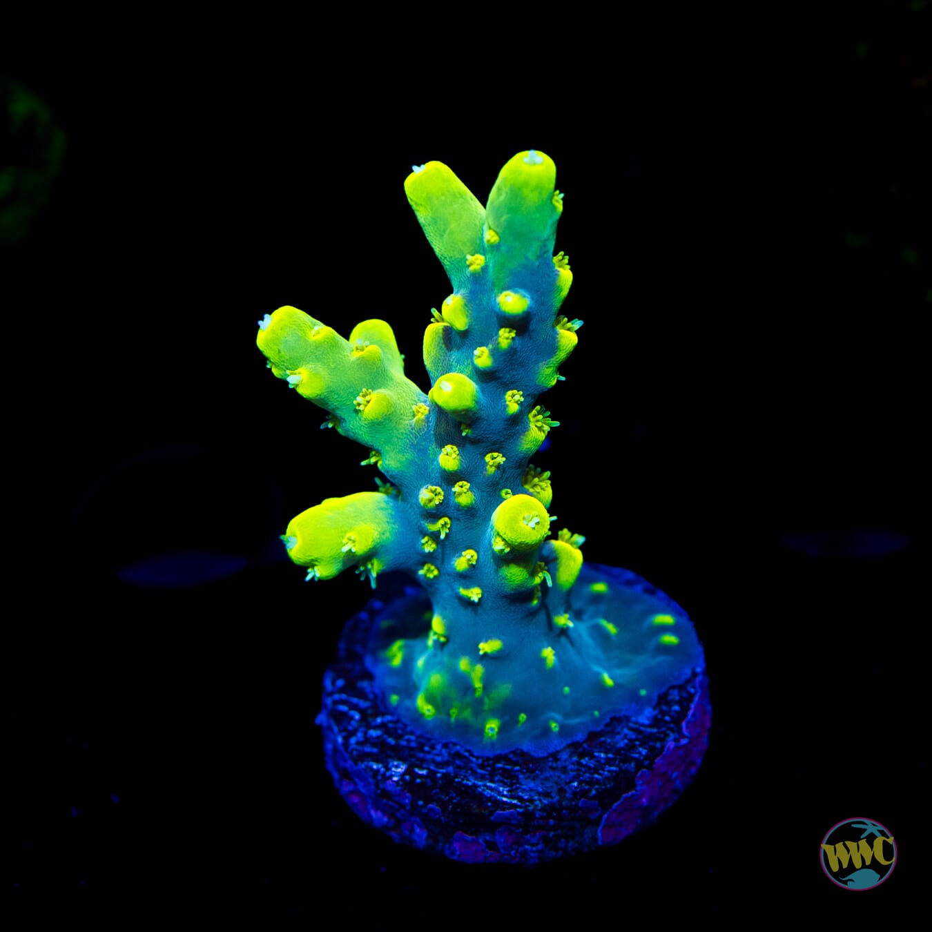 WWC Yodaz Acropora - Daylight Photo