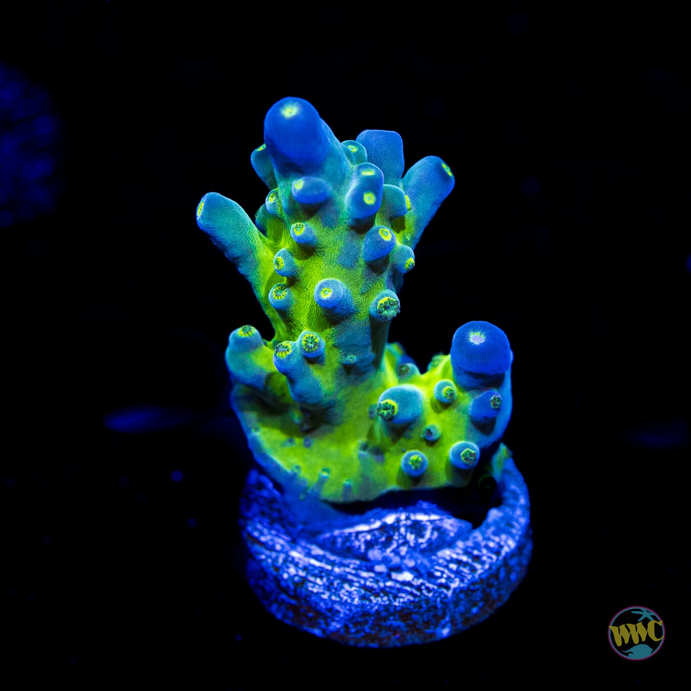 WWC Viper Sting Acropora - Daylight Photo