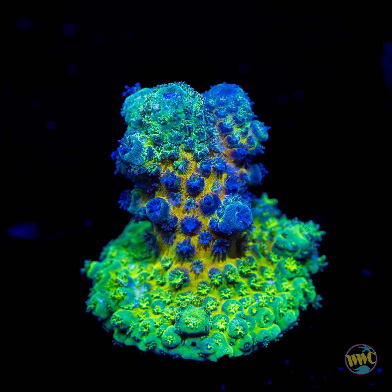 WWC Nuclear Grapes Acropora - Daylight Photo