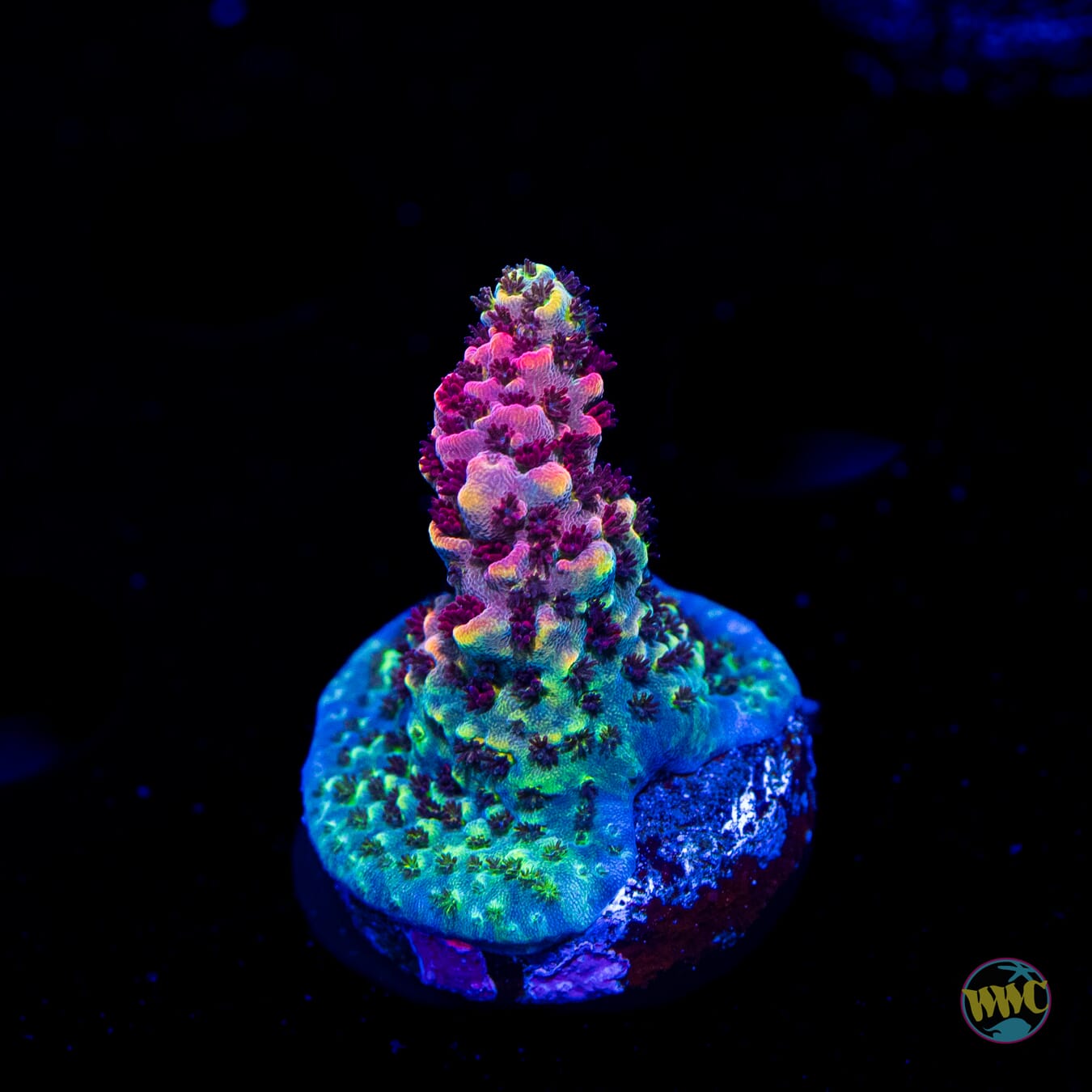 WWC Wow Acropora - Daylight Photo