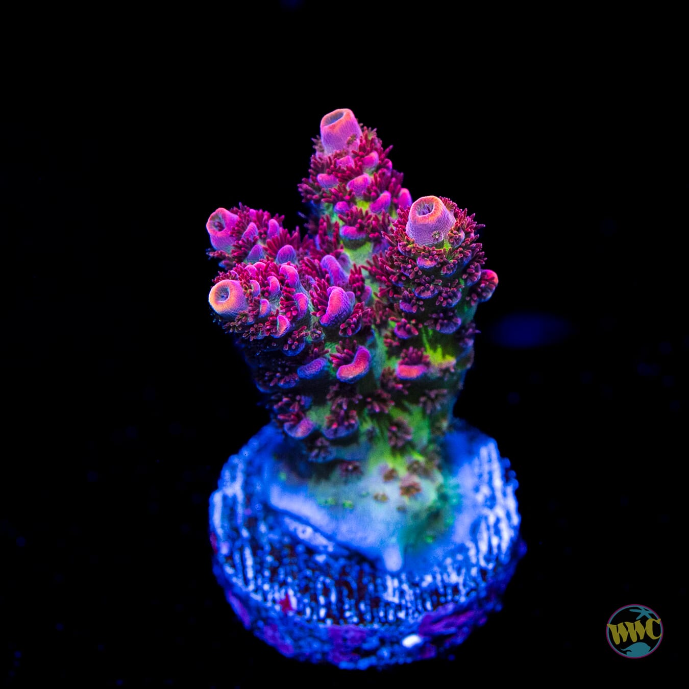 WWC Hyper Pink Acropora - Daylight Photo