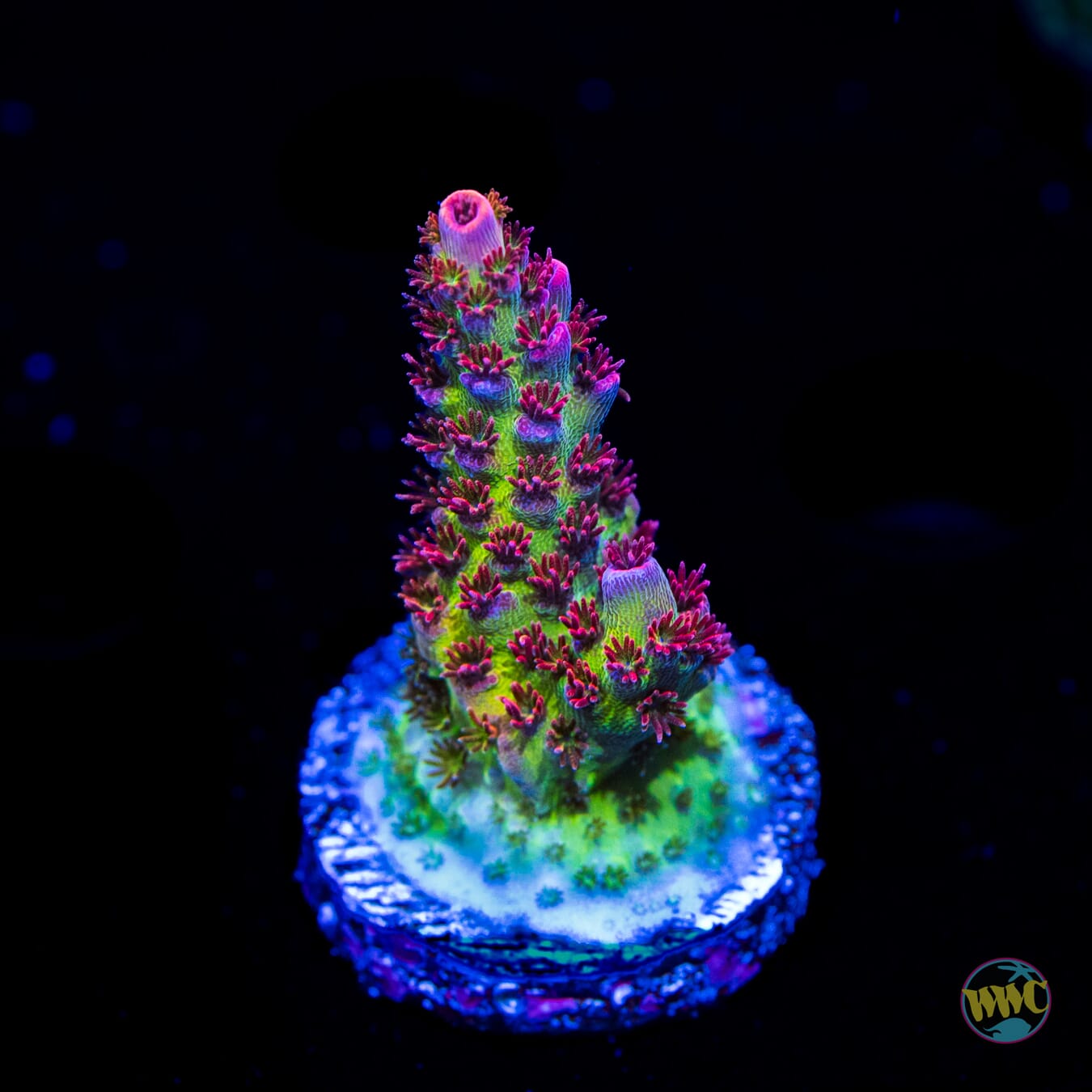 WWC Christmas Mirabilis Acropora - Daylight Photo