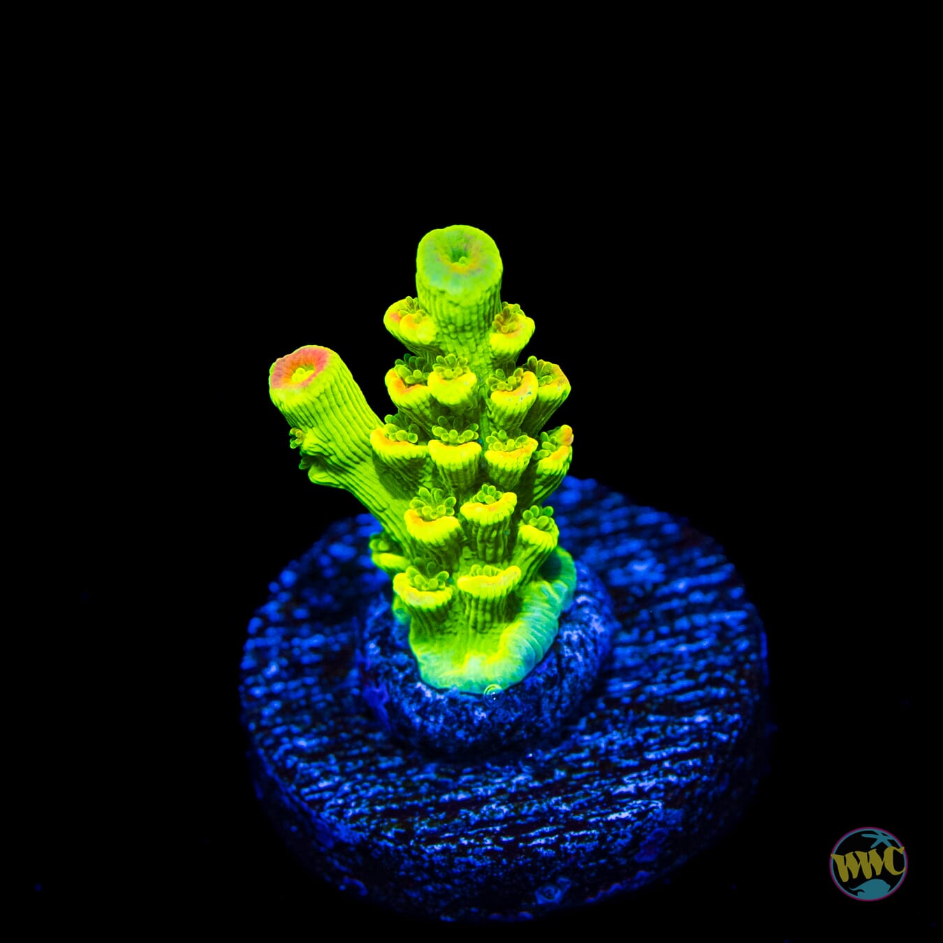 WWC Cash Me Outside Tenuis Acropora - Daylight Photo