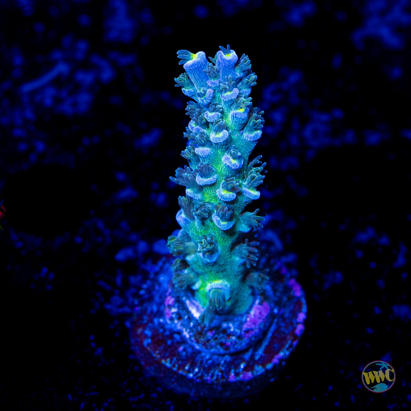 WWC New Frontier Tenuis Acropora - Daylight Photo