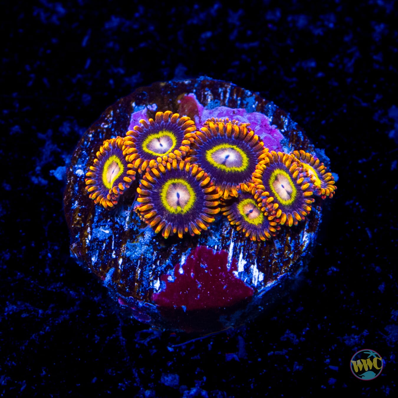 Treehouse of Horrors Zoanthids - Daylight Photo