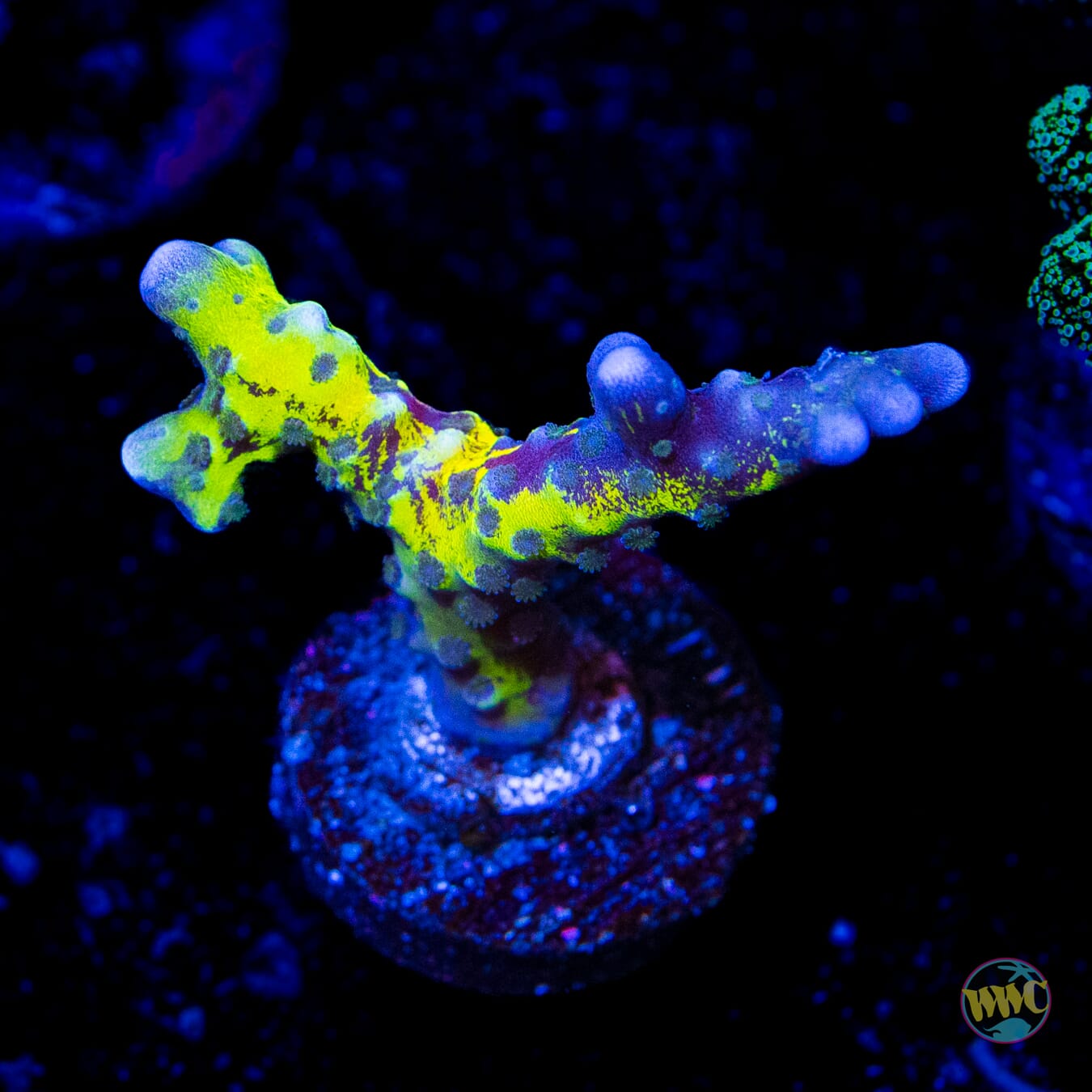 Grafted Goldenrod Anacropora - Daylight Photo