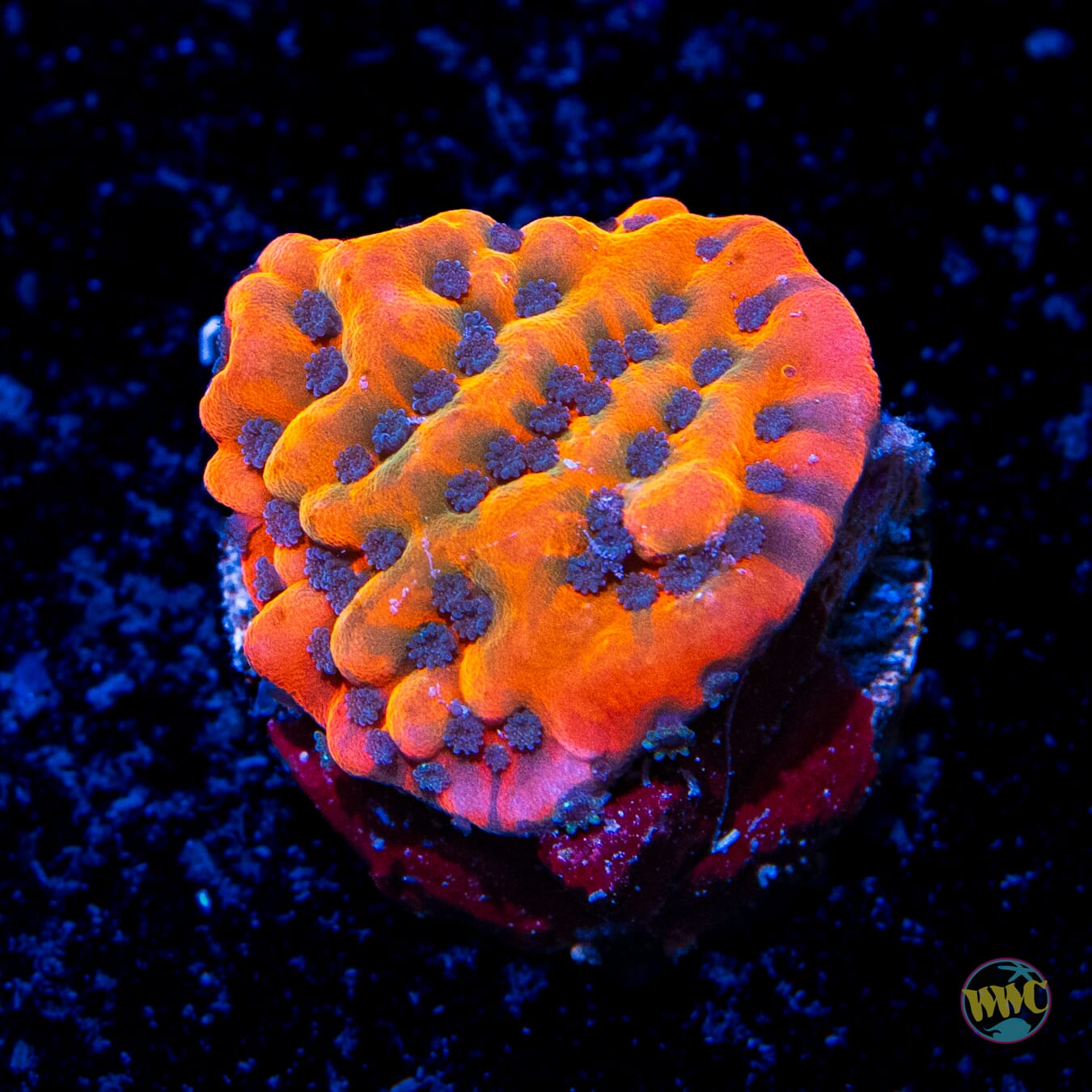 Jason Fox Altered Ego Montipora - Daylight Photo