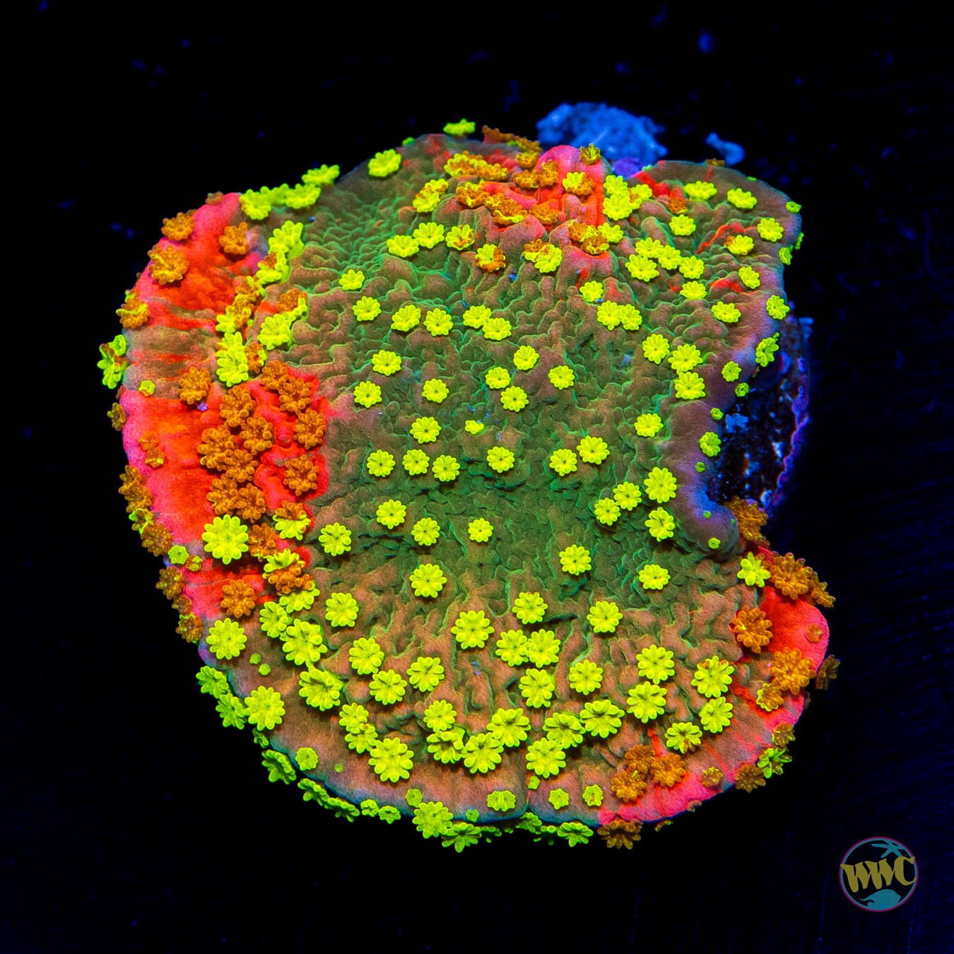 WWC Sunfire Grafted Cap Montipora - Daylight Photo