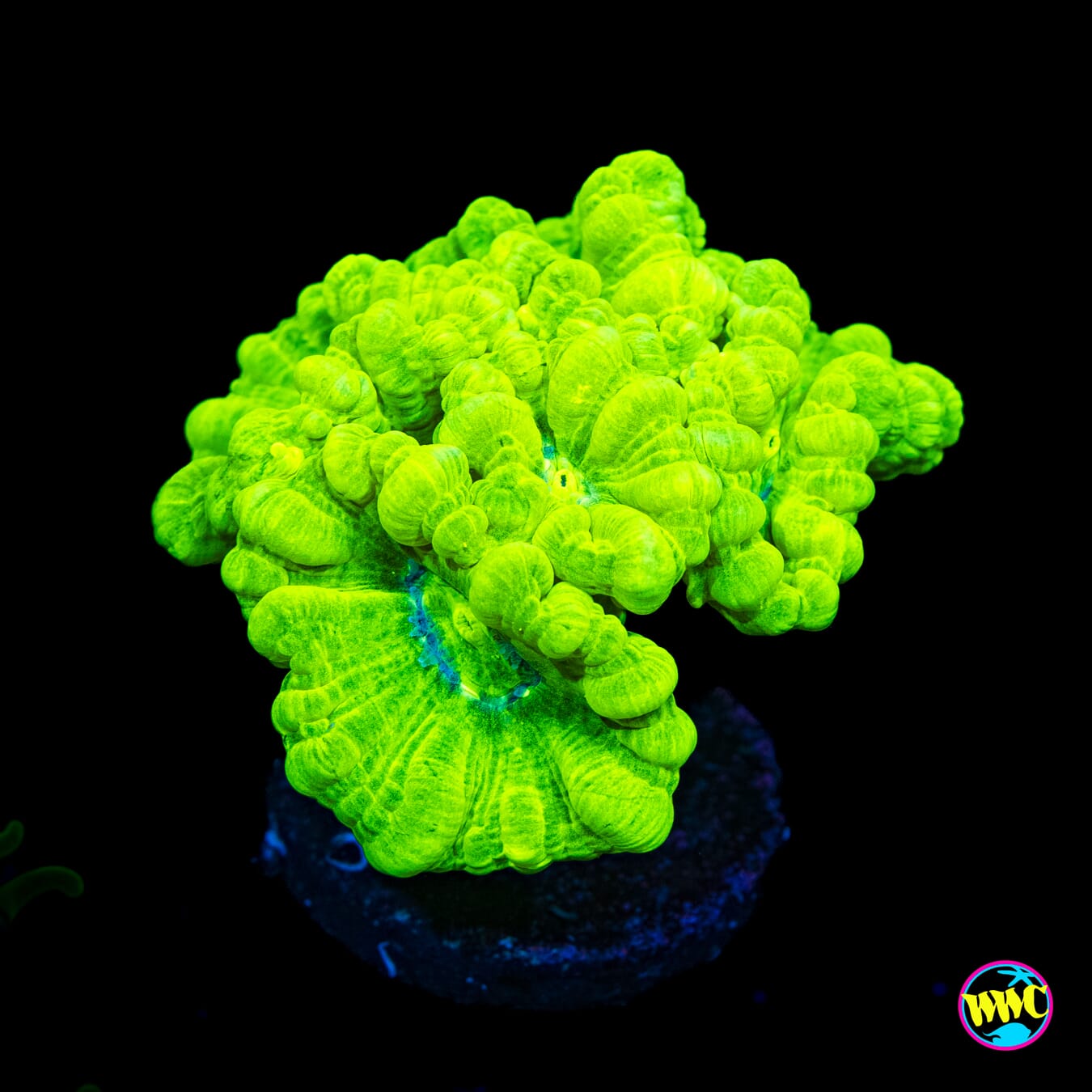 Kryptonite Candy Canes - Actinic Photo