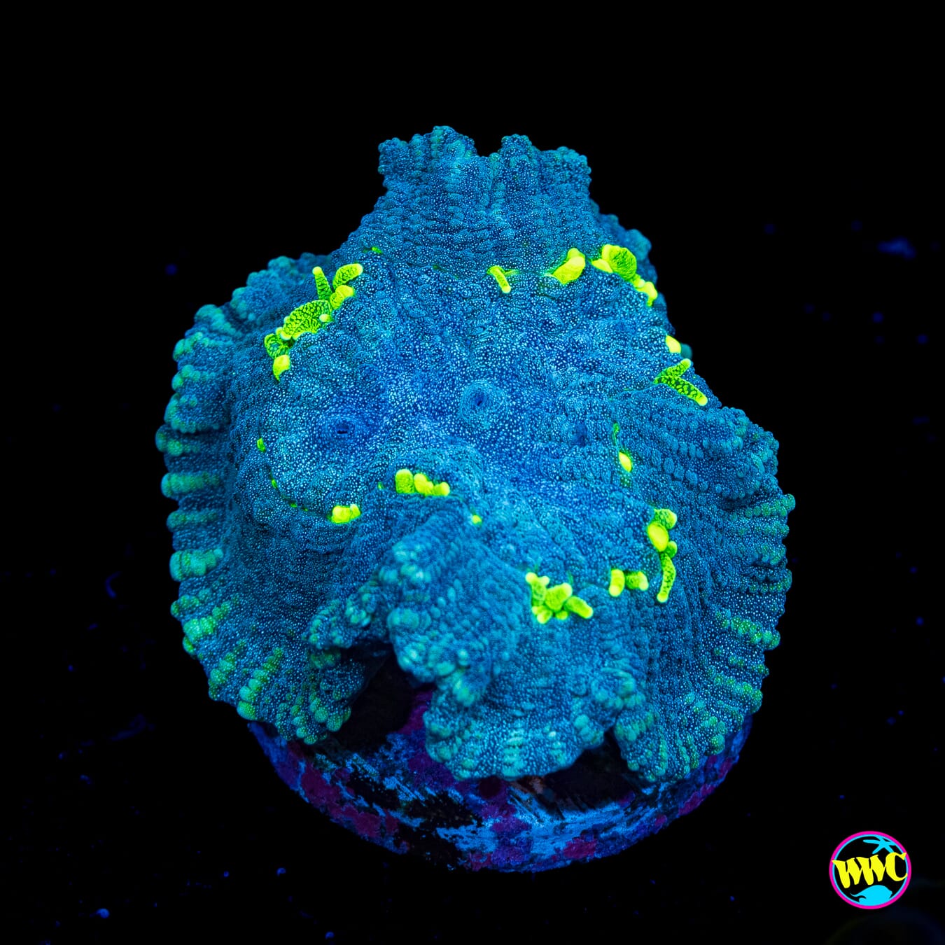 WWC Neon Tentacle Oulophyllia - Actinic Photo