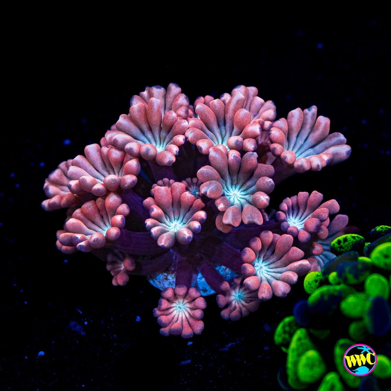 WWC Rose Hologram Alveopora - Actinic Photo