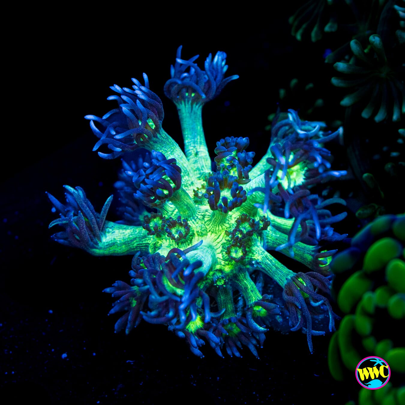 Shanes Shadow Goniopora - Actinic Photo