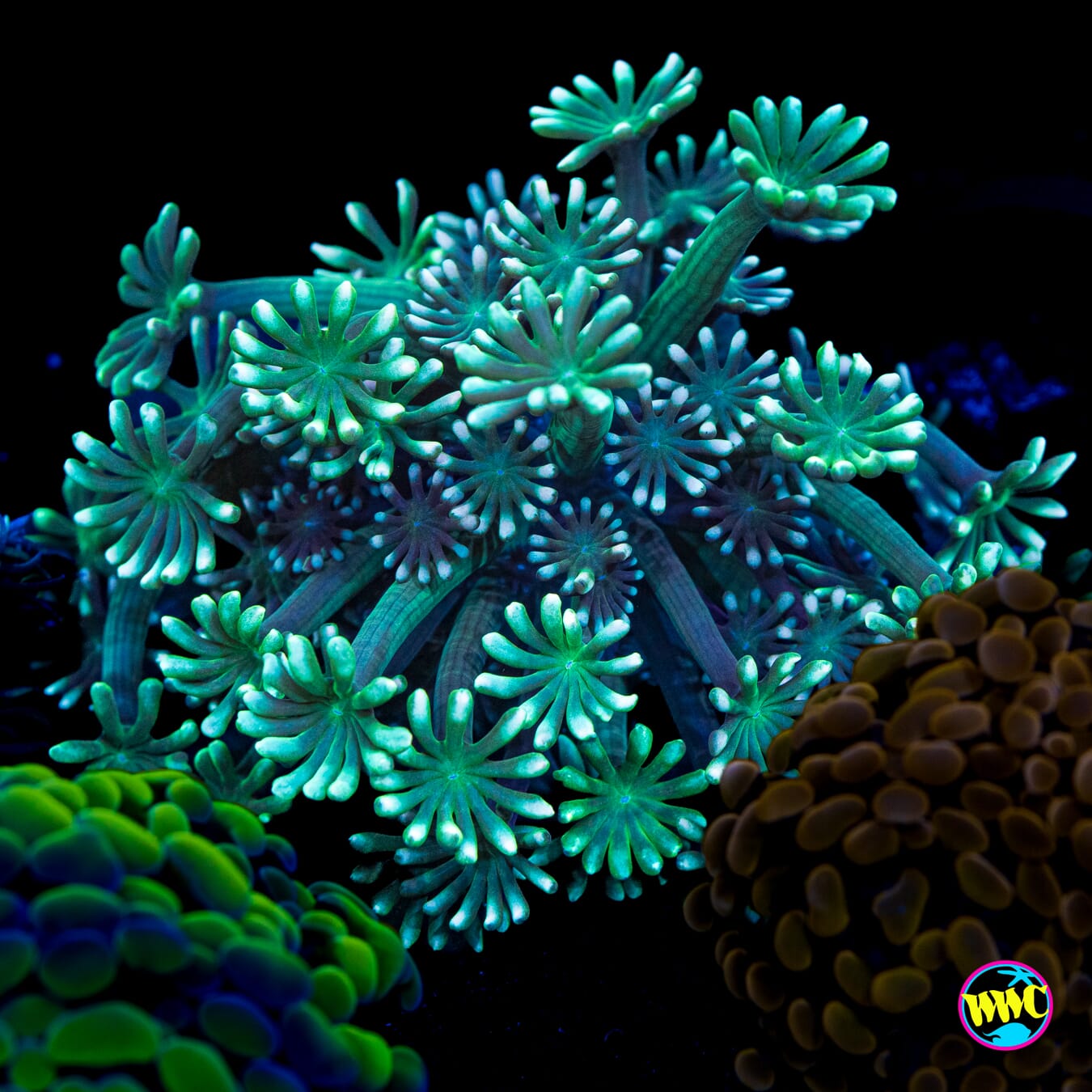 Spearmint Alveopora - Actinic Photo