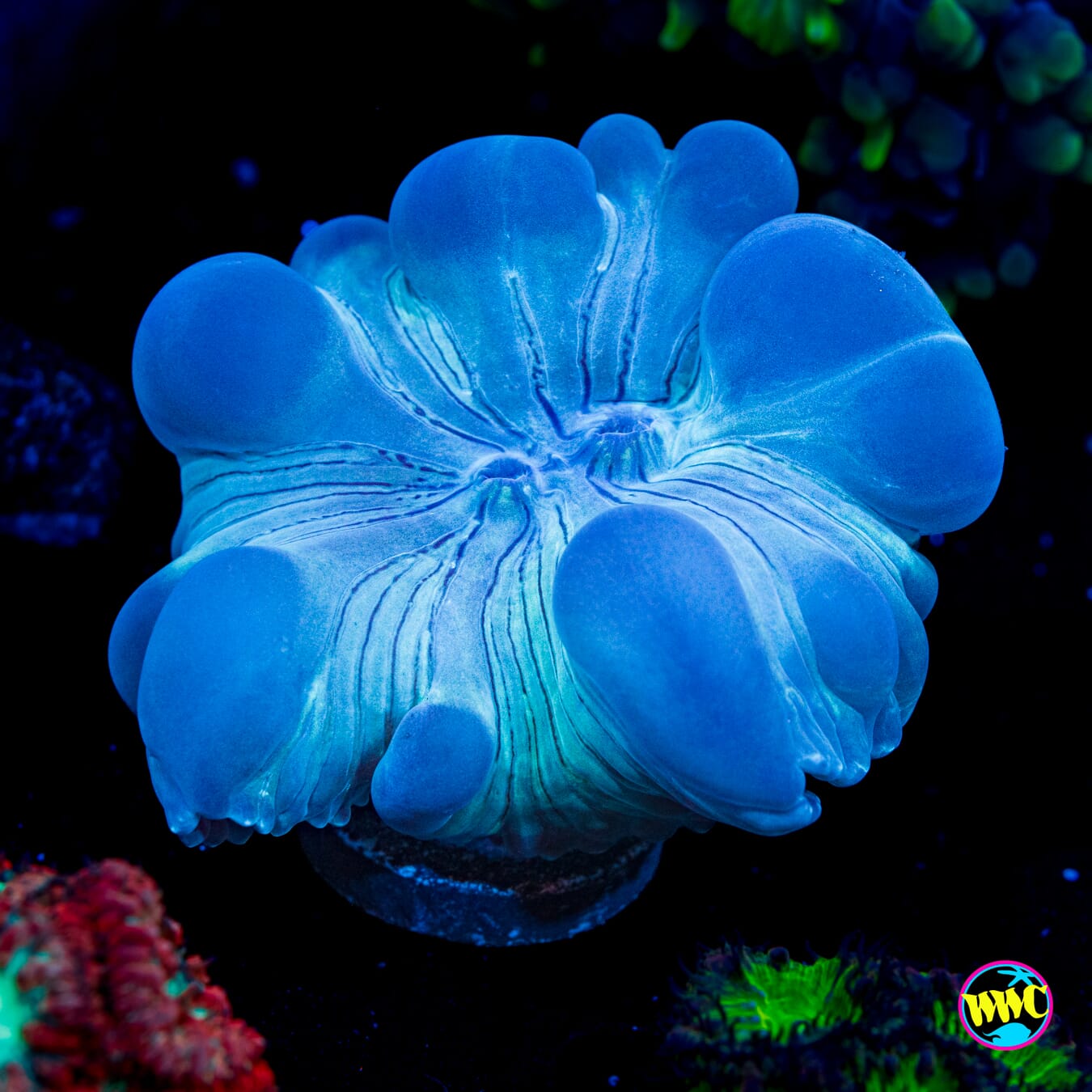 Silver Fox Coral - Actinic Photo