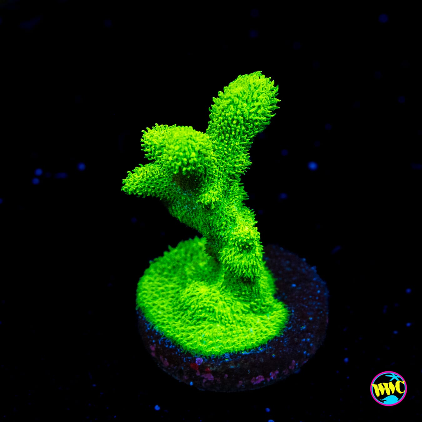 ORA Kelly Green Branching Psammocora - Actinic Photo