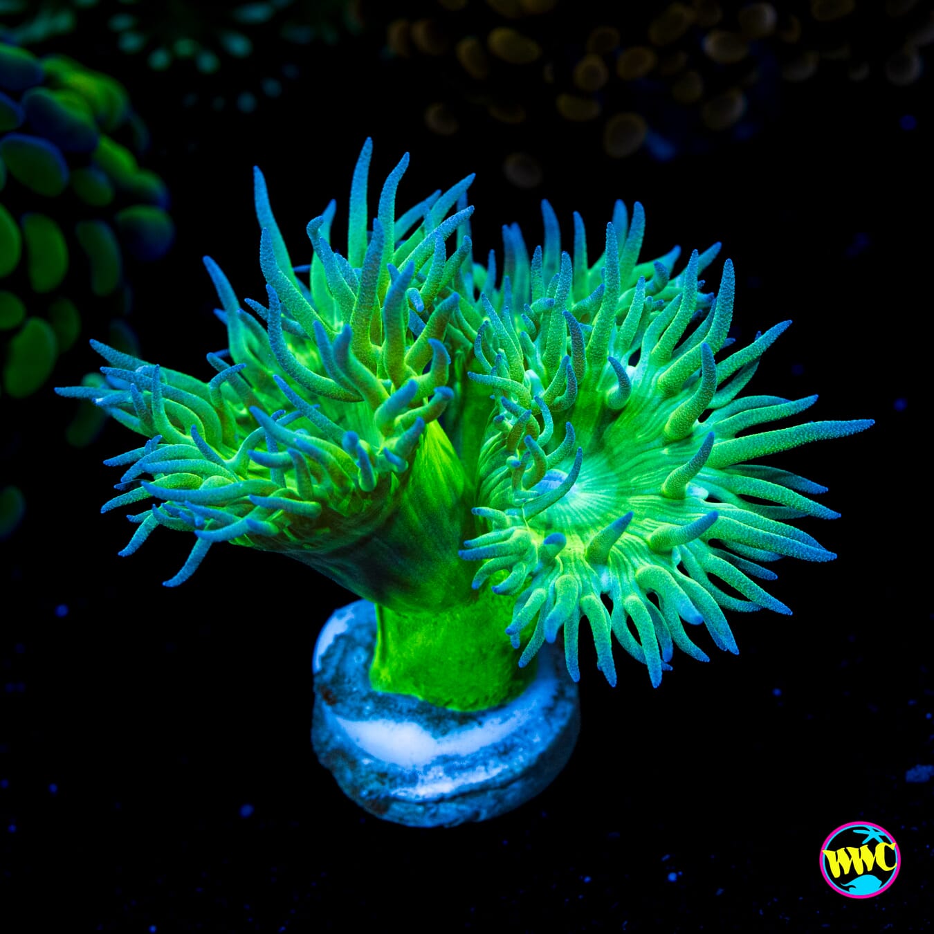 Neon Duncan - Actinic Photo