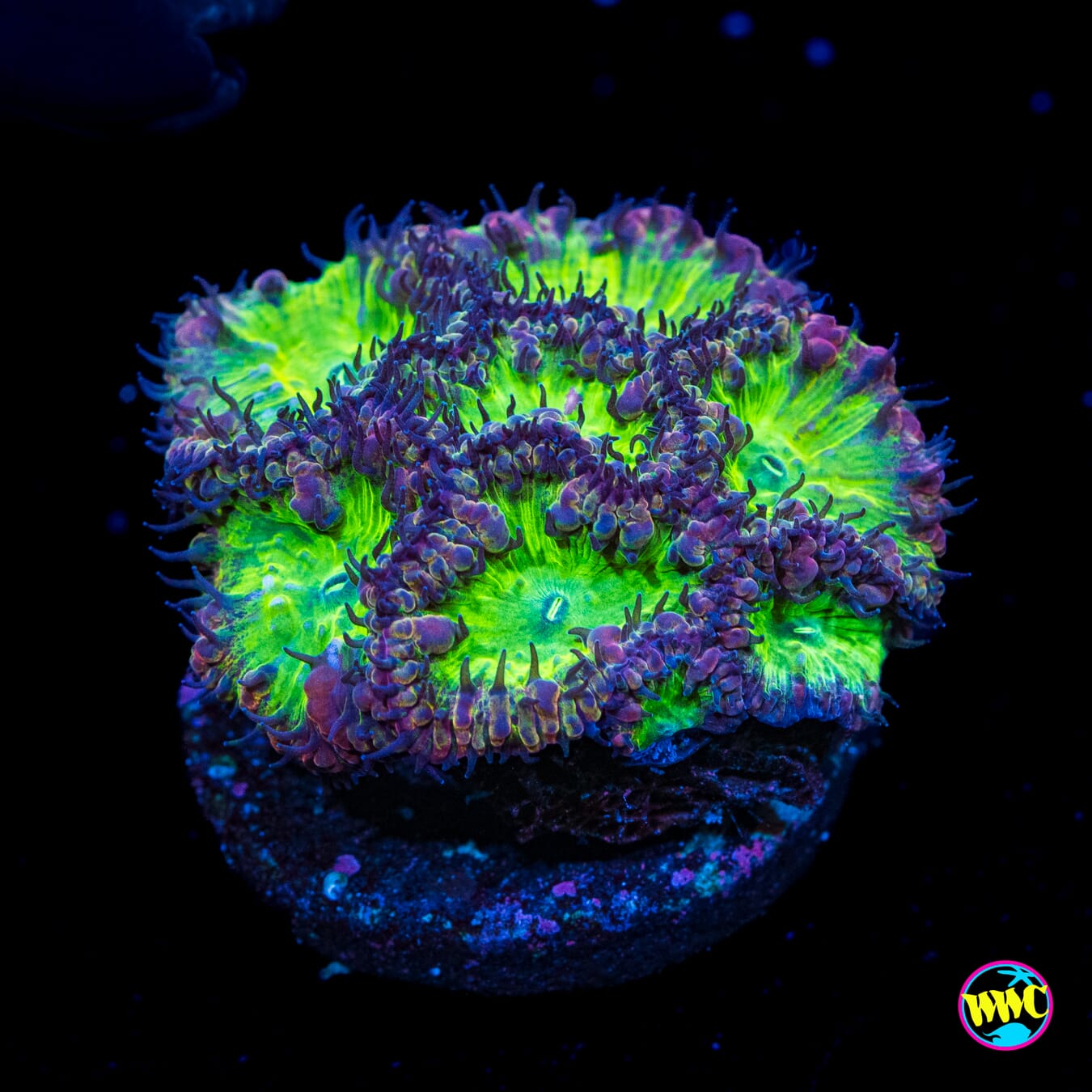 Warlock Blastomussa - Actinic Photo