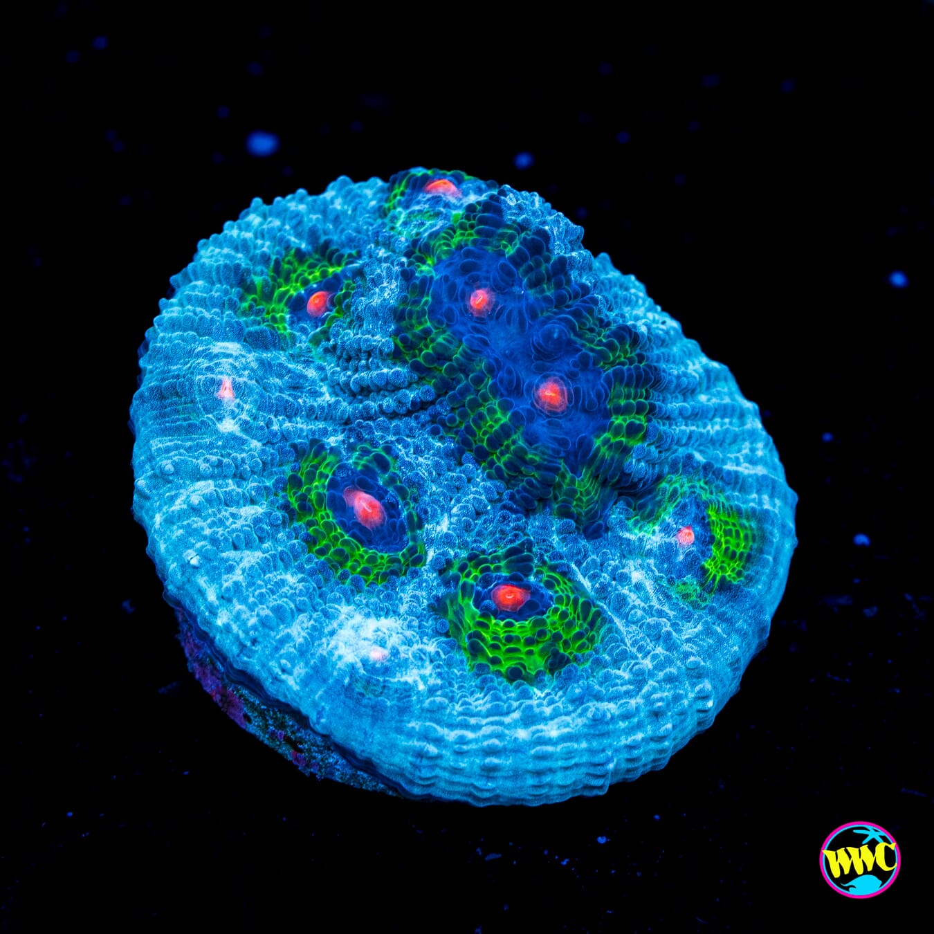 WWC Avatar Chalice - Actinic Photo