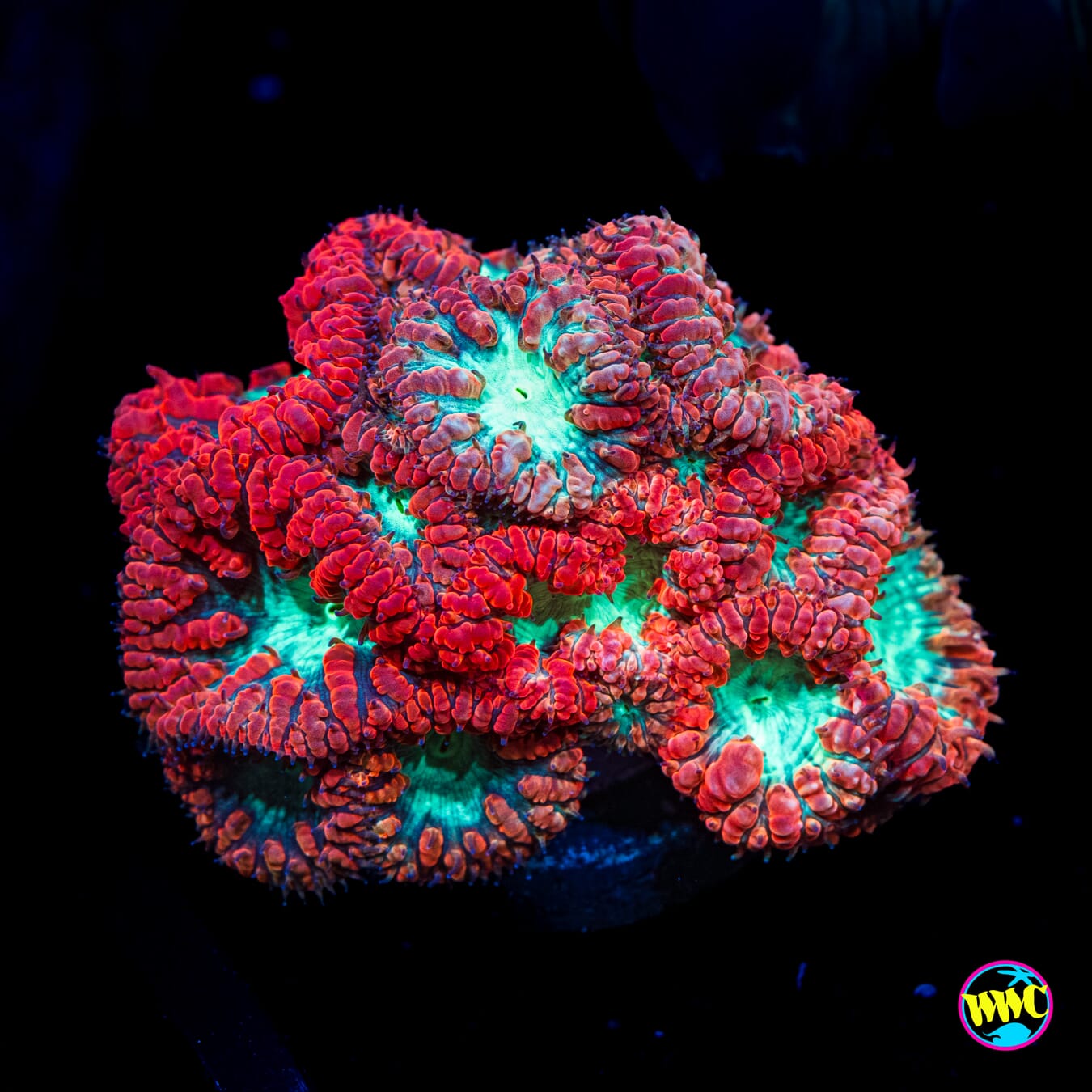 Metalman Blastomussa - Actinic Photo