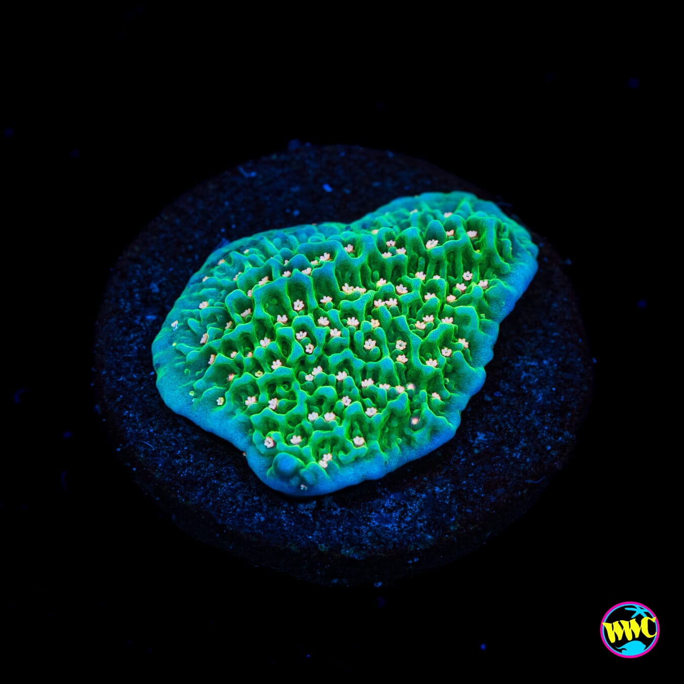 Green Eggs and Ham Montipora - Actinic Photo