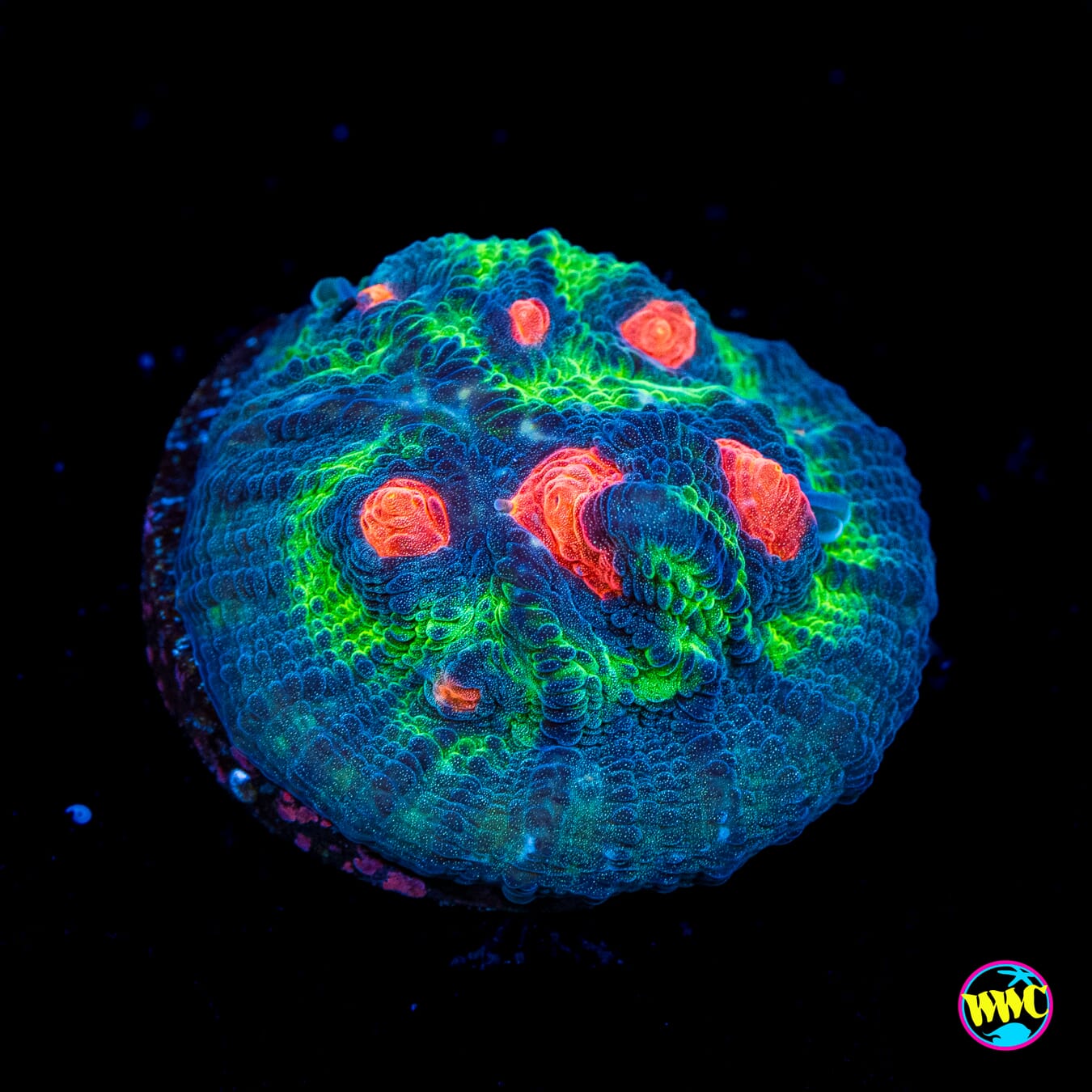 WWC Outer Orbit Chalice - Actinic Photo