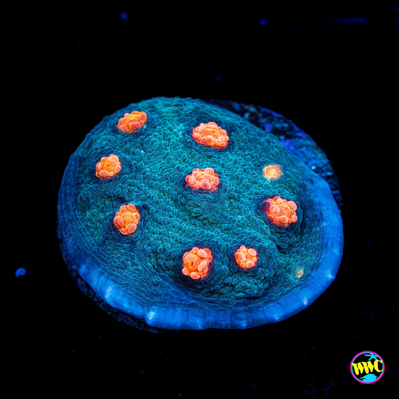 WWC Lucy in the Sky Chalice - Actinic Photo