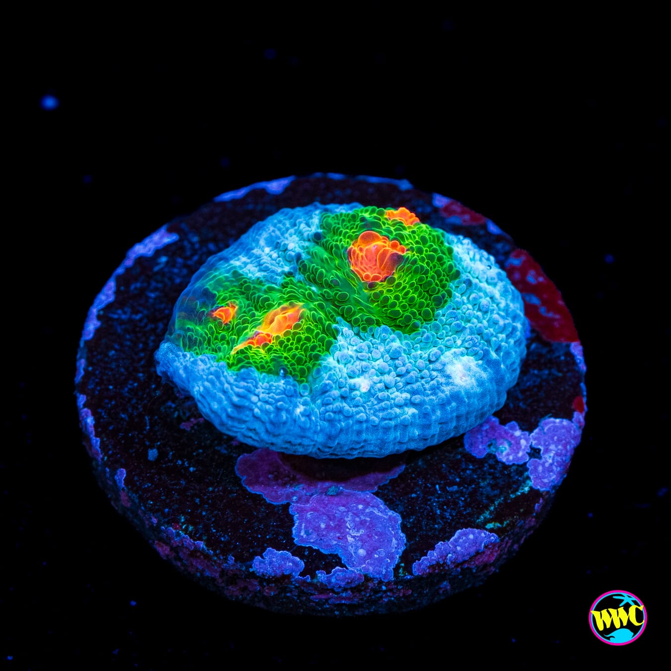 WWC Alien Agent Chalice - Actinic Photo