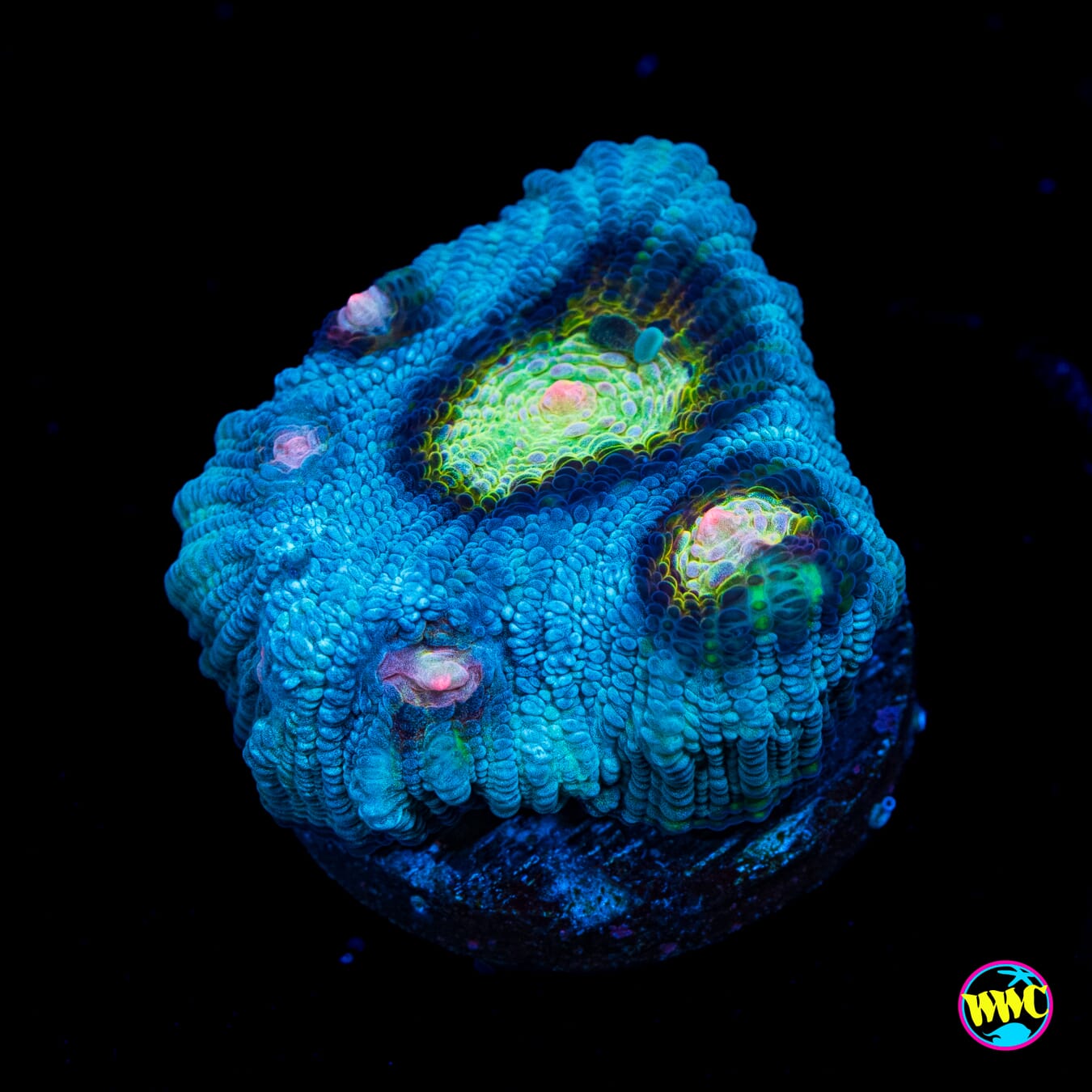 WWC Shattered Star Mycedium Chalice - Actinic Photo