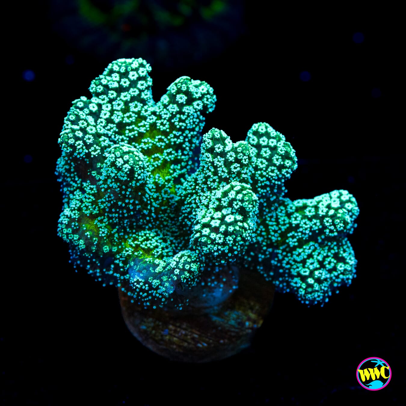 Jason Fox Enchanted Forest Birdsnest - Actinic Photo