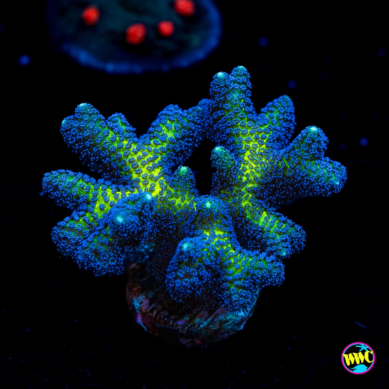 ORA Birds of Paradise Birdsnest - Actinic Photo