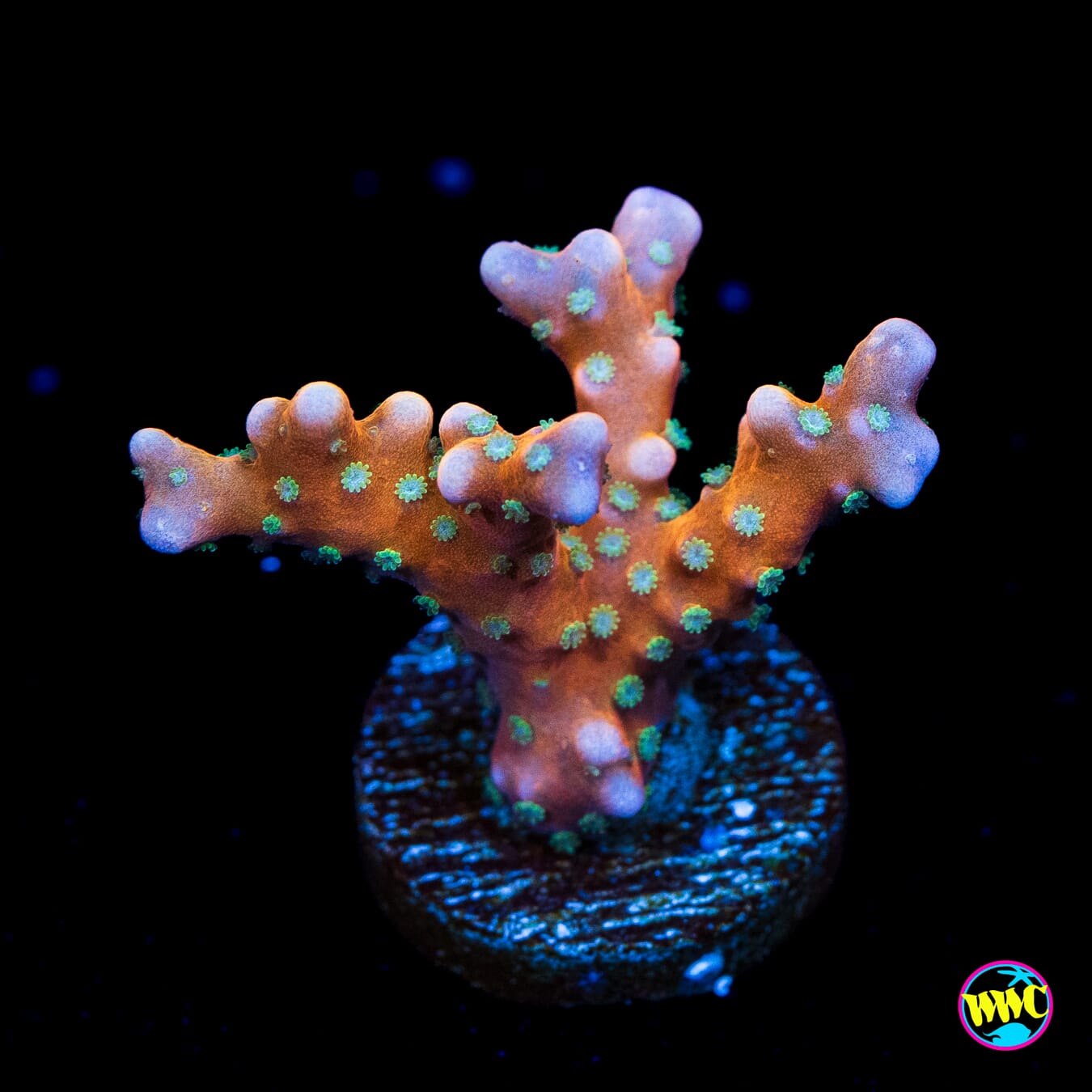 RR Tropicana Anacropora - Actinic Photo