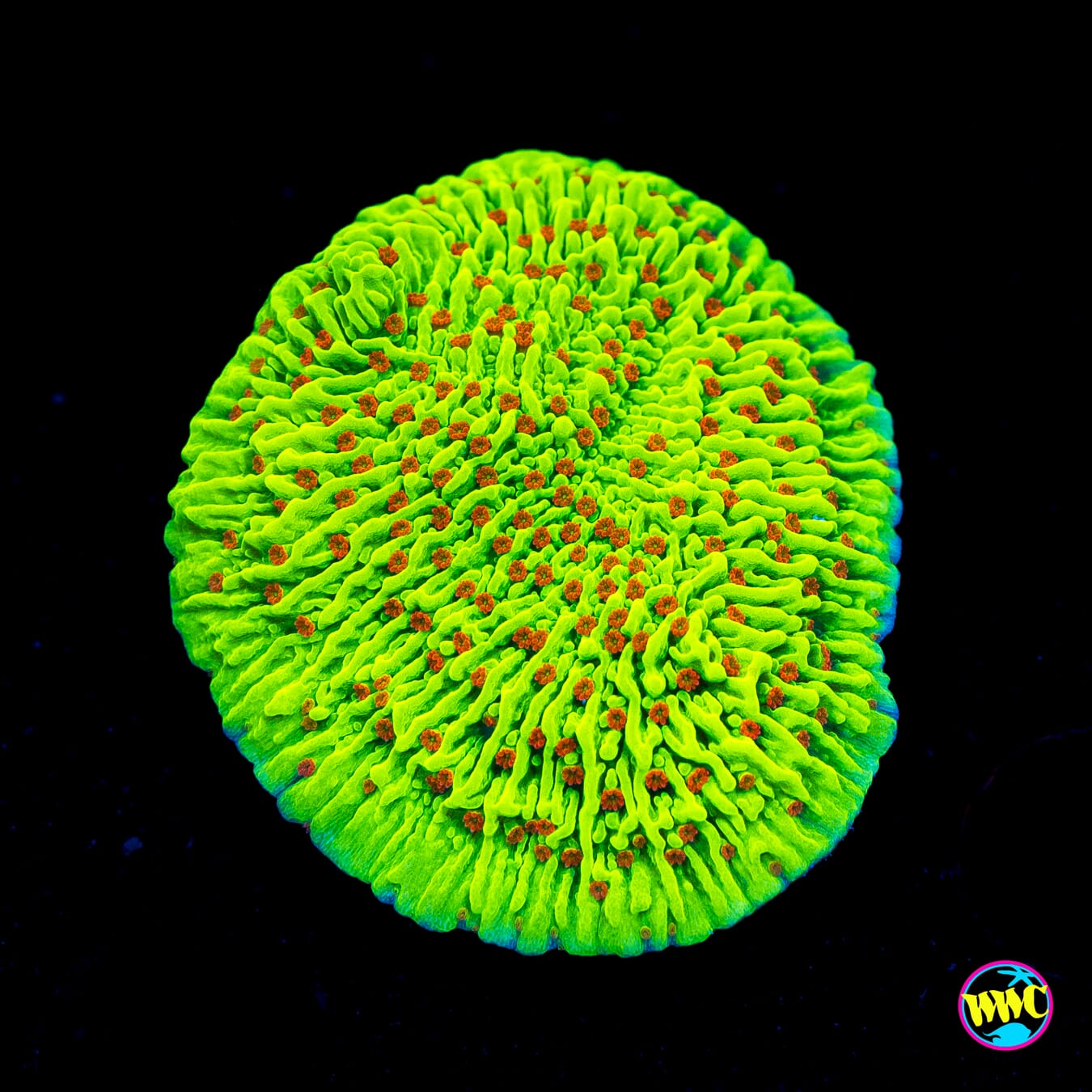 WWC Cousin Eddie's Toxic Montipora - Actinic Photo