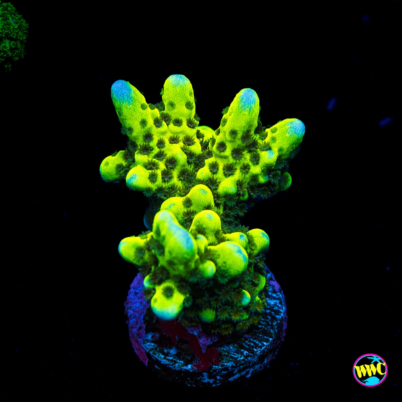 WWC Slimeball Spongodes Montipora - Actinic Photo