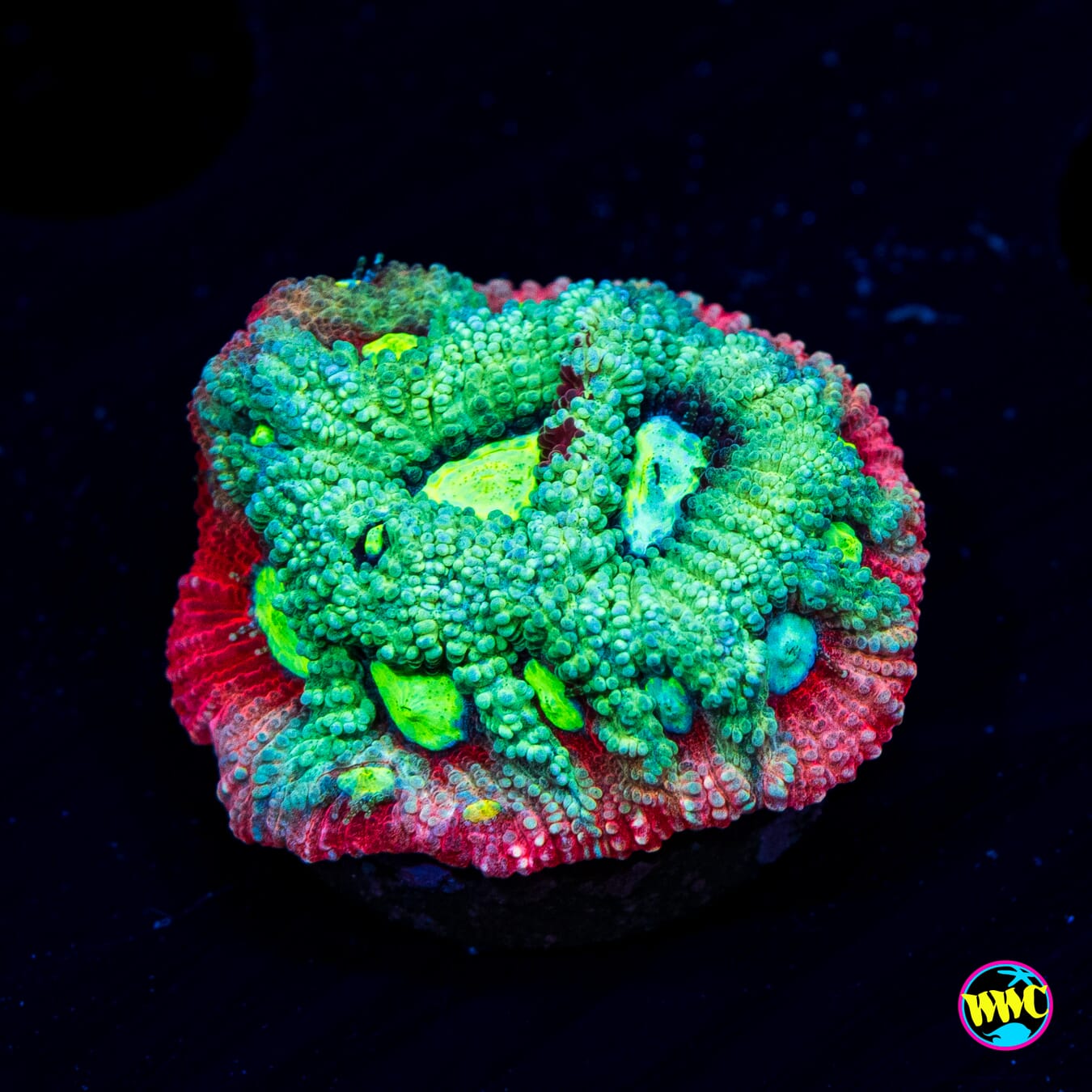 Grafitti War Coral - Actinic Photo