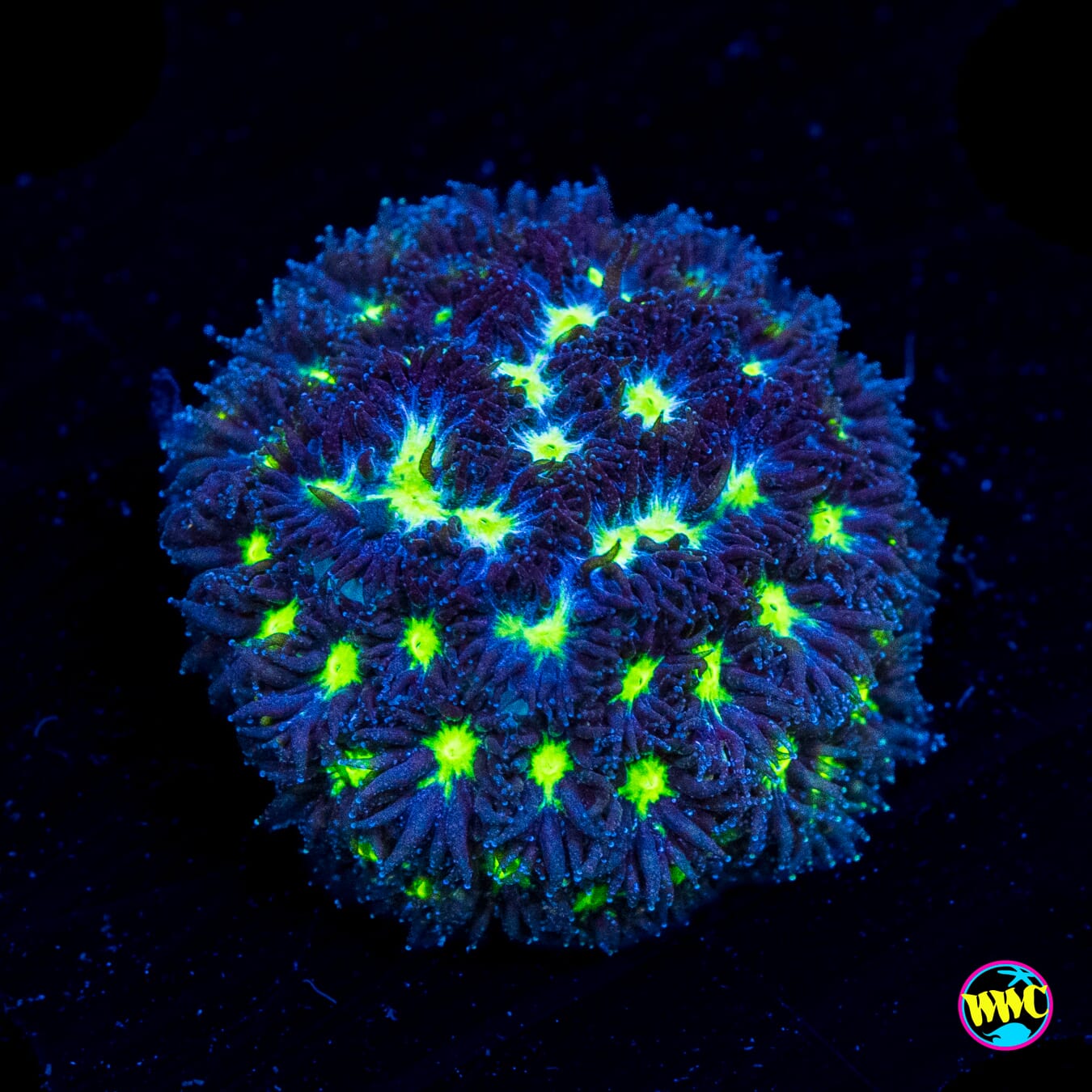 WWC Witches Brew Leptastrea - Actinic Photo