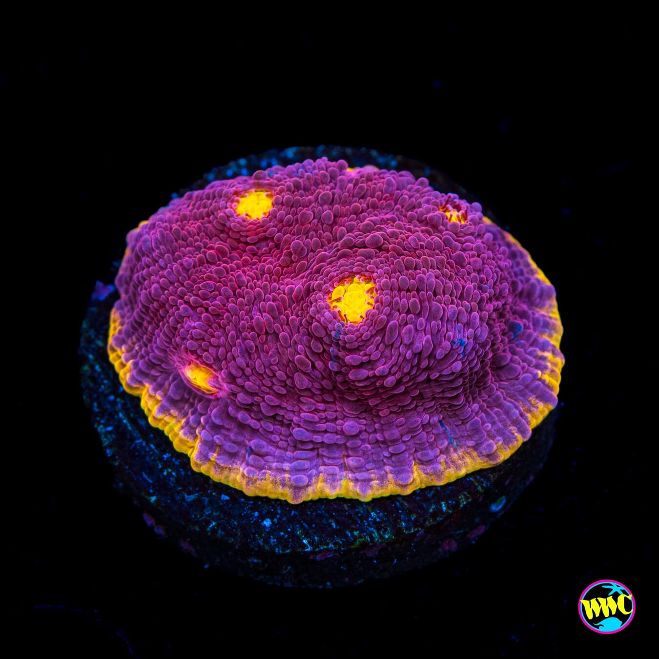 WWC Banana Boom Chalice - Actinic Photo