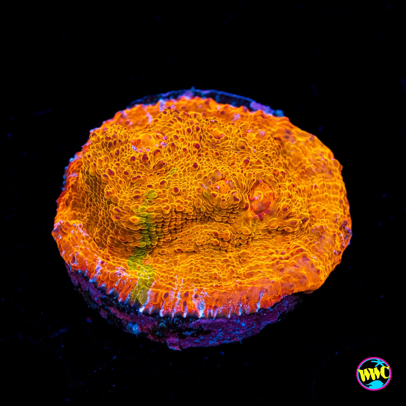 WWC Fanta Chalice - Actinic Photo