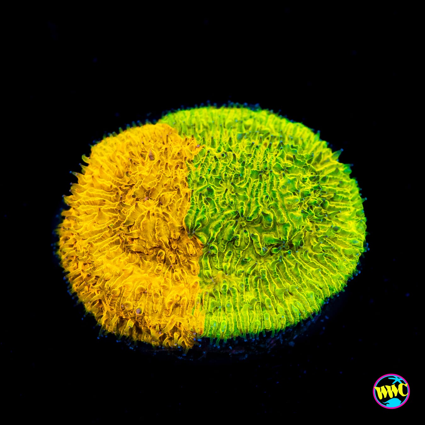 IJ Ecto Cooler Grafted Lithophyllon - Actinic Photo