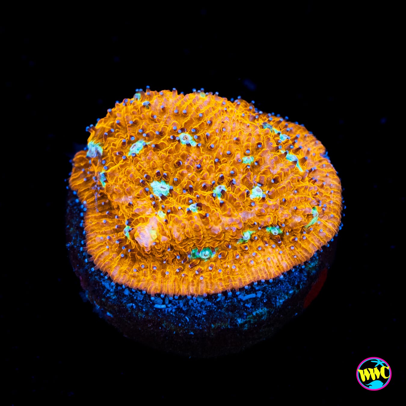 WWC Tiger Eye Lithophyllon - Actinic Photo