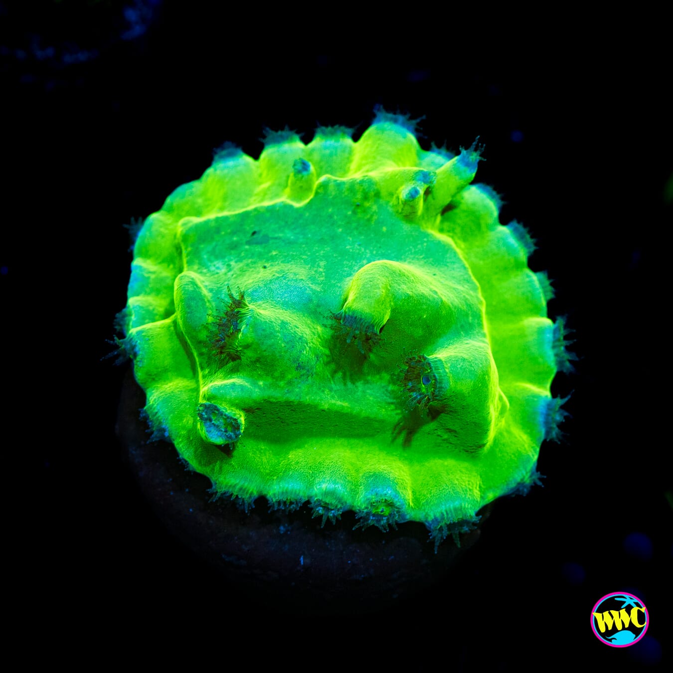 WWC Green Heron Turbinaria - Actinic Photo