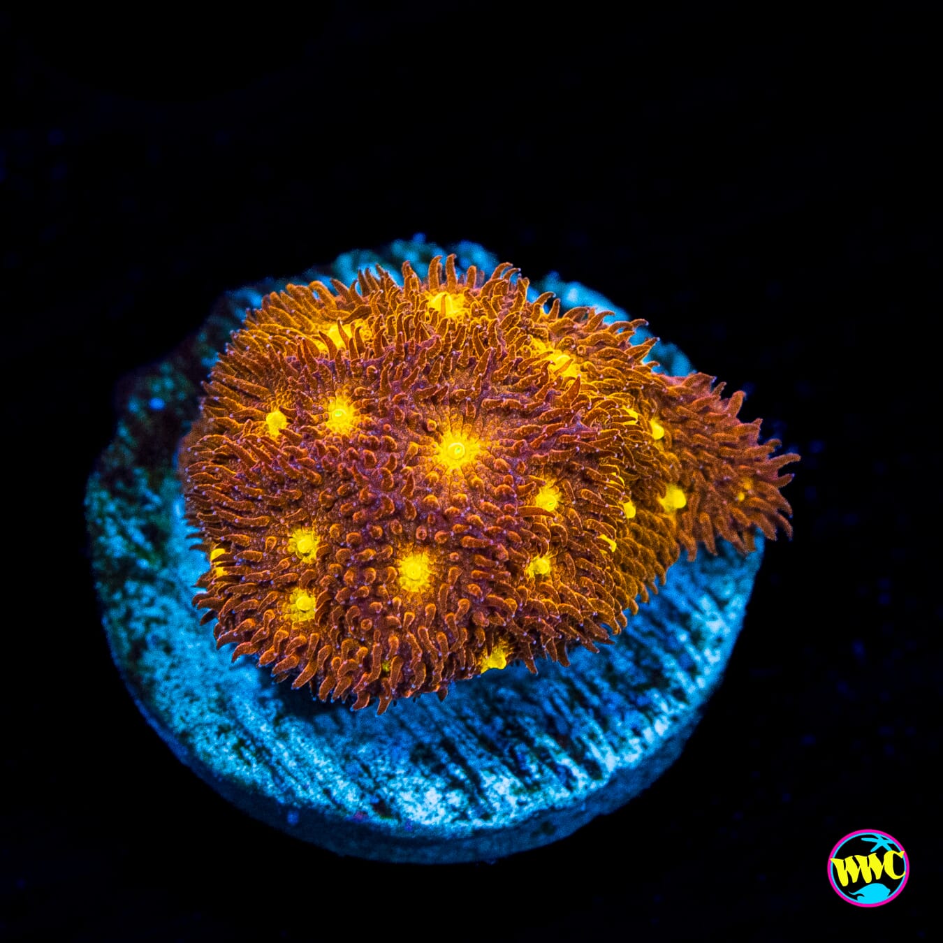 Jason Fox Autumn Harvest Psammocora - Actinic Photo