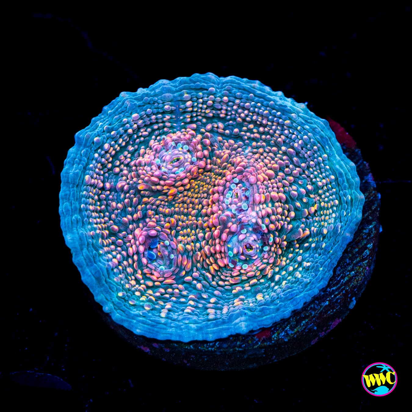 WWC Hologram Chalice - Actinic Photo