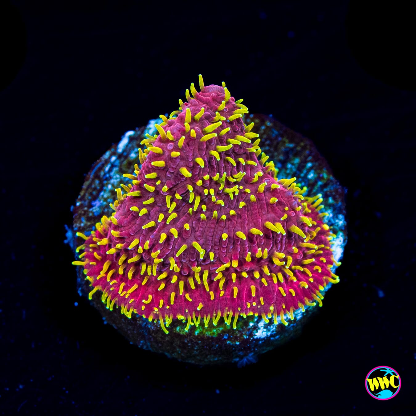 Jason Fox Freak Hair Lithophyllon - Actinic Photo