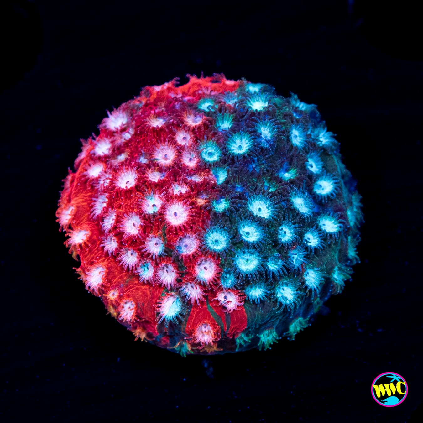 Jason Fox Fender Bender Cyphastrea - Actinic Photo