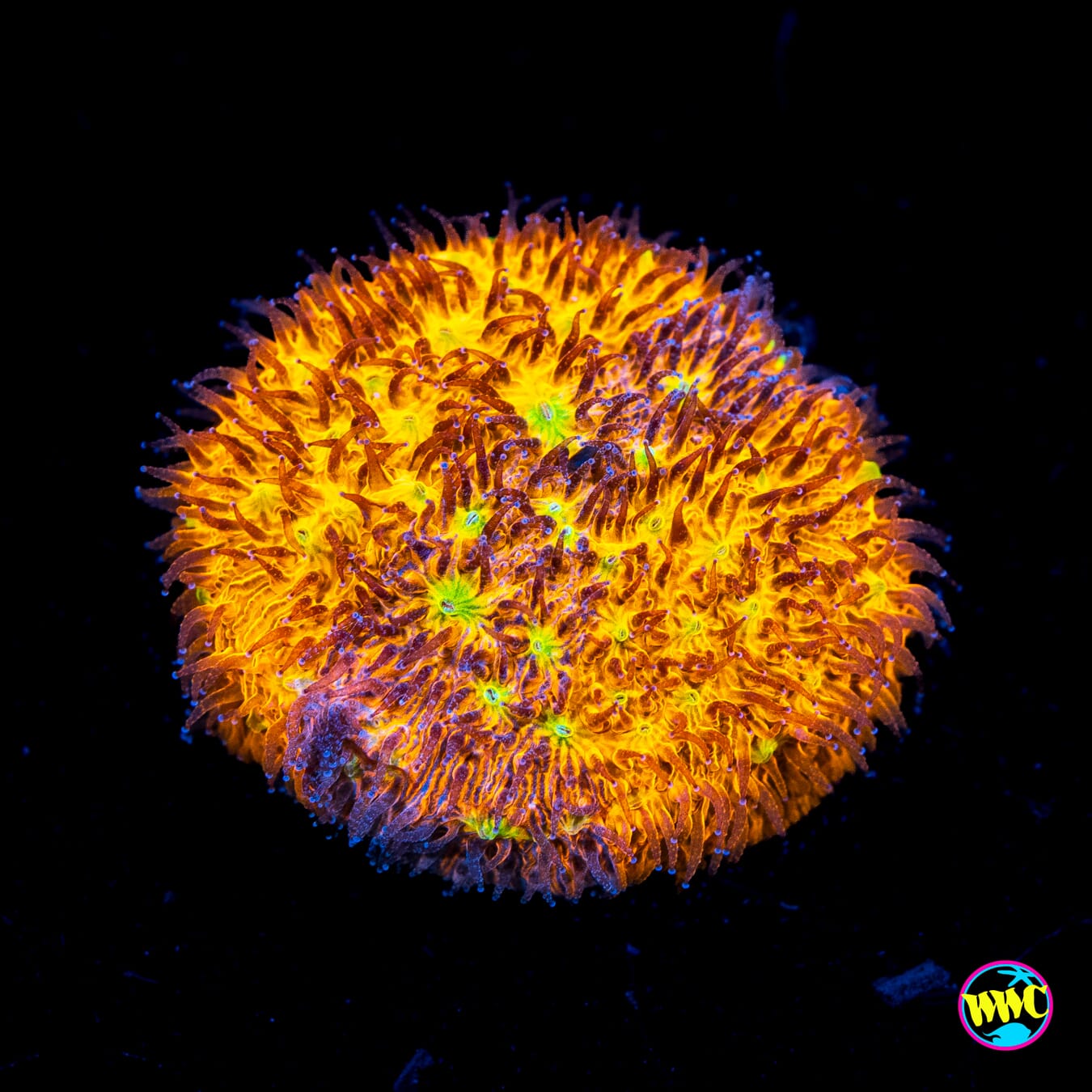 WWC C3PO Lithophyllon - Actinic Photo