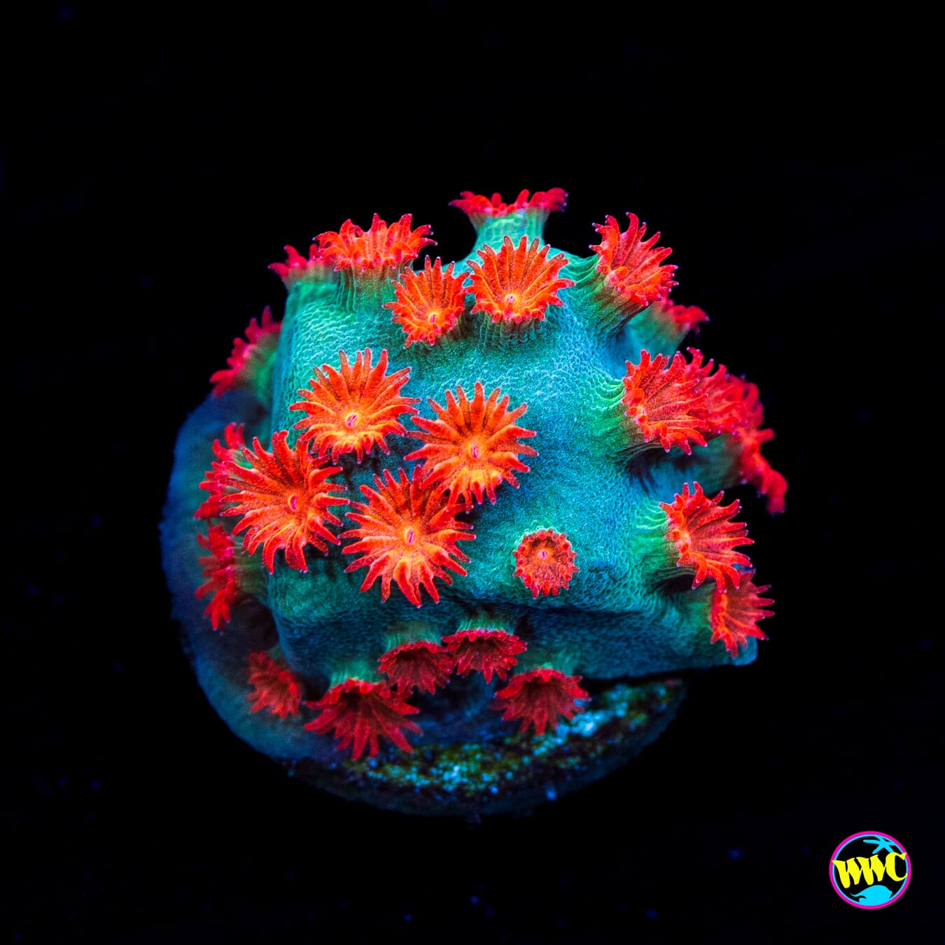 WWC Meteor Shower Cyphastrea - Actinic Photo