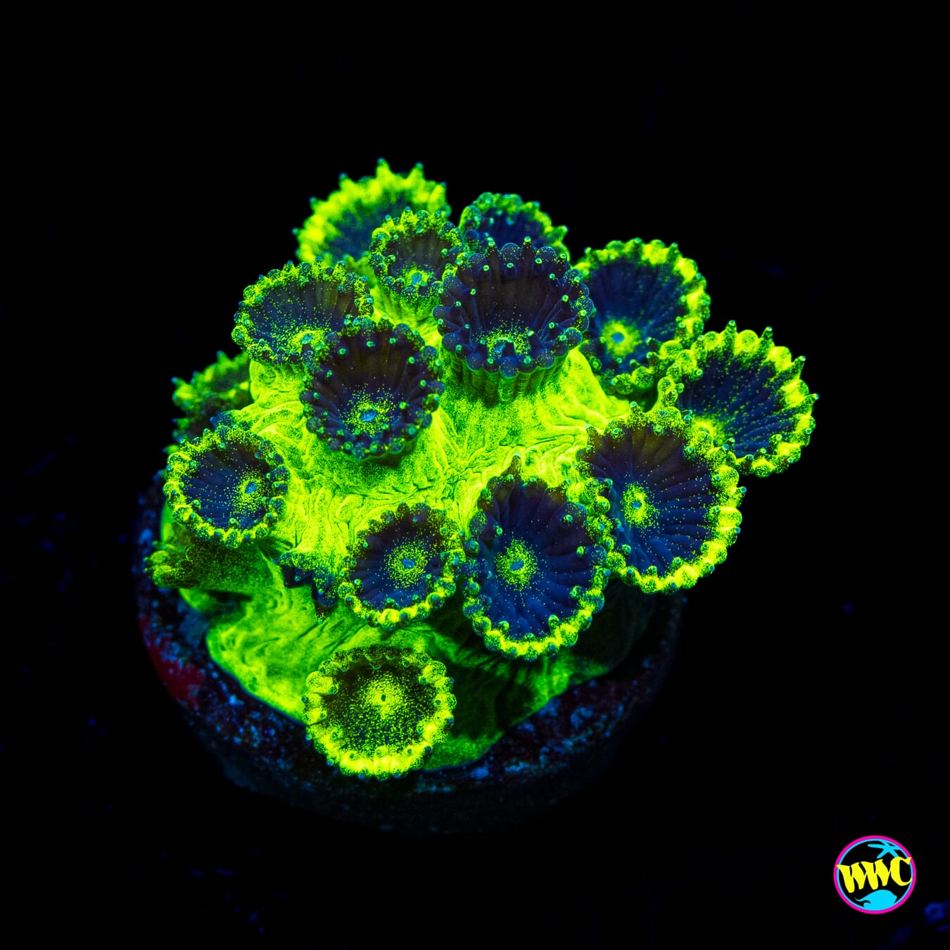 WWC Mint Chip Plesiastrea - Actinic Photo